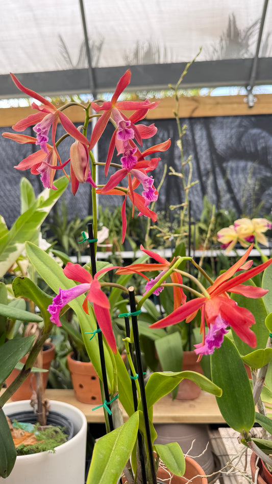 C. Tenebrosa x c. Miller 4”