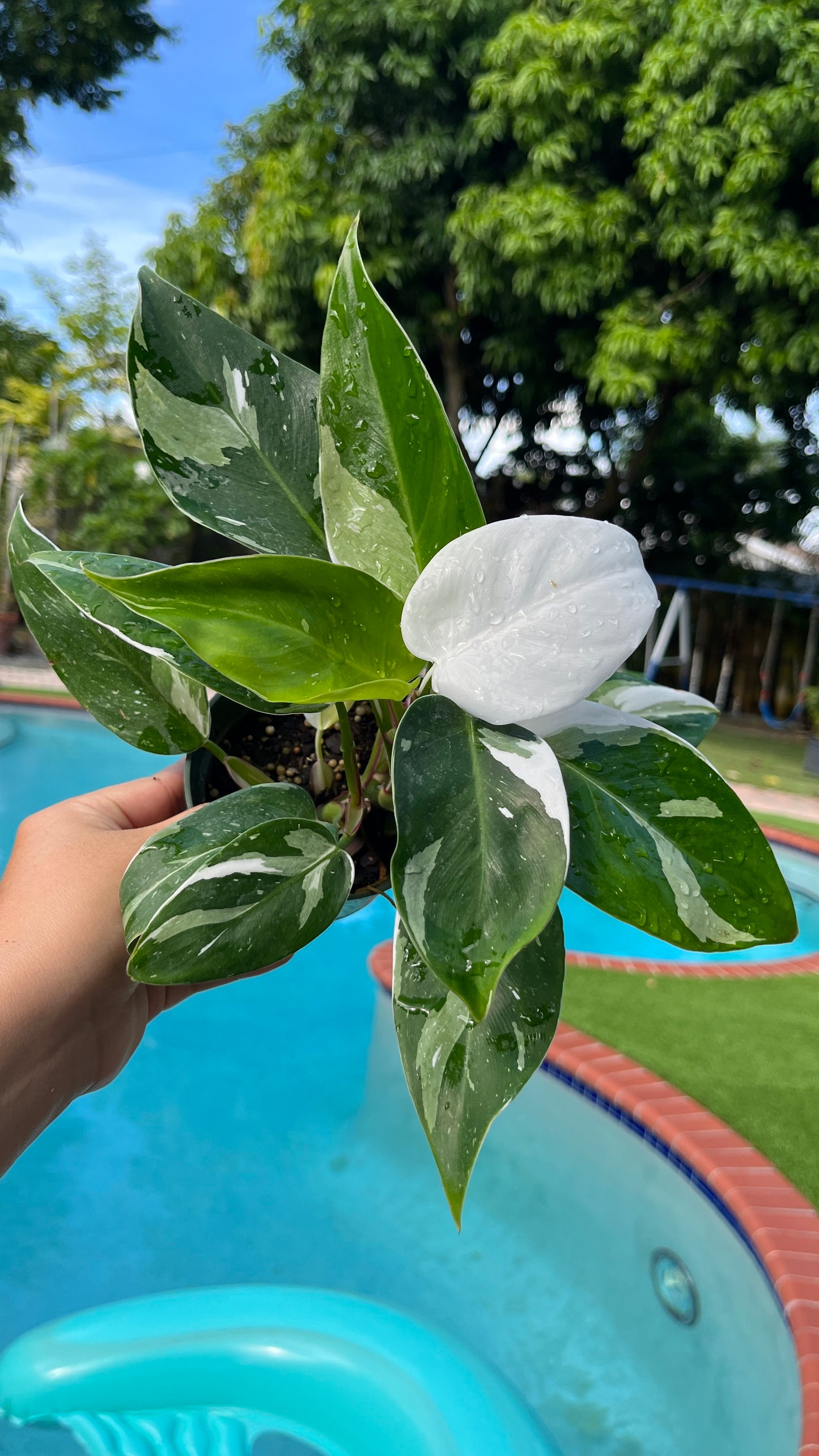 Philodendron white princess 4”