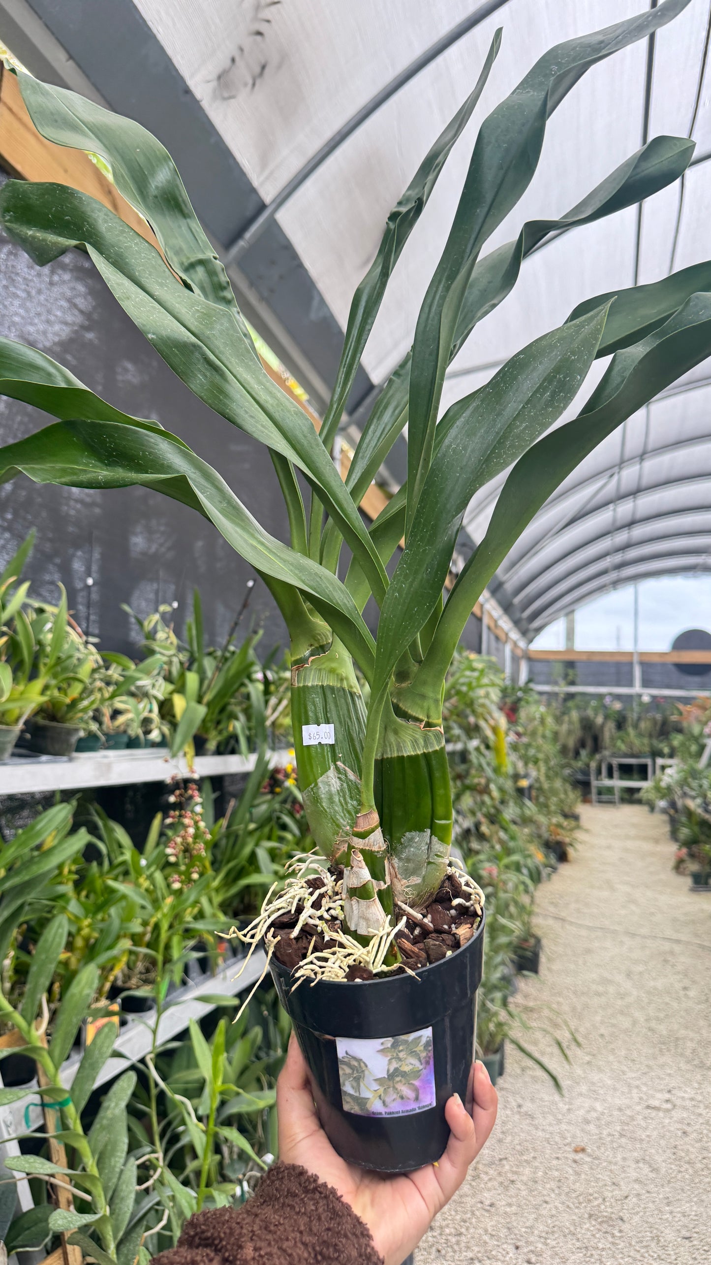 Gram. Pakkeret Armada Daimyo 5”