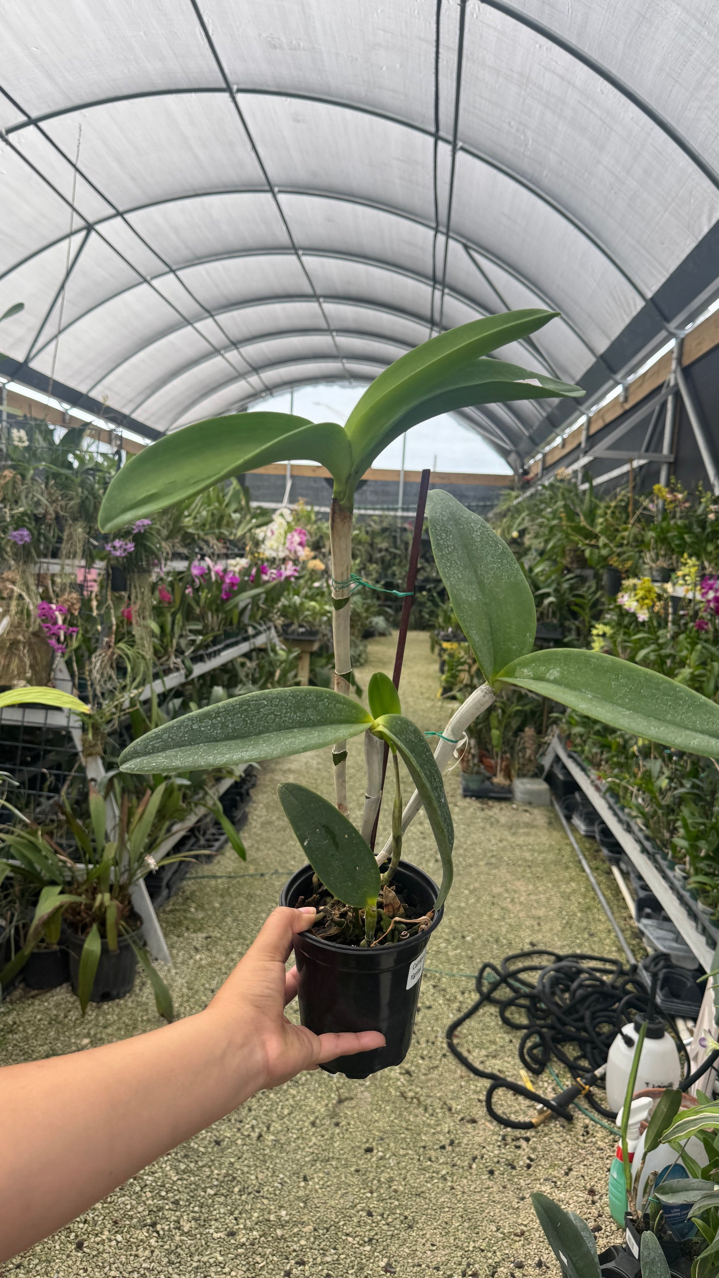 Cattleya tigrina 4” grower choice