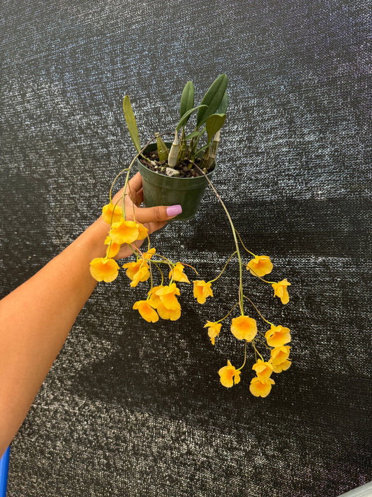 Dendrobium Aggregatum (NO FLOWER) 4"