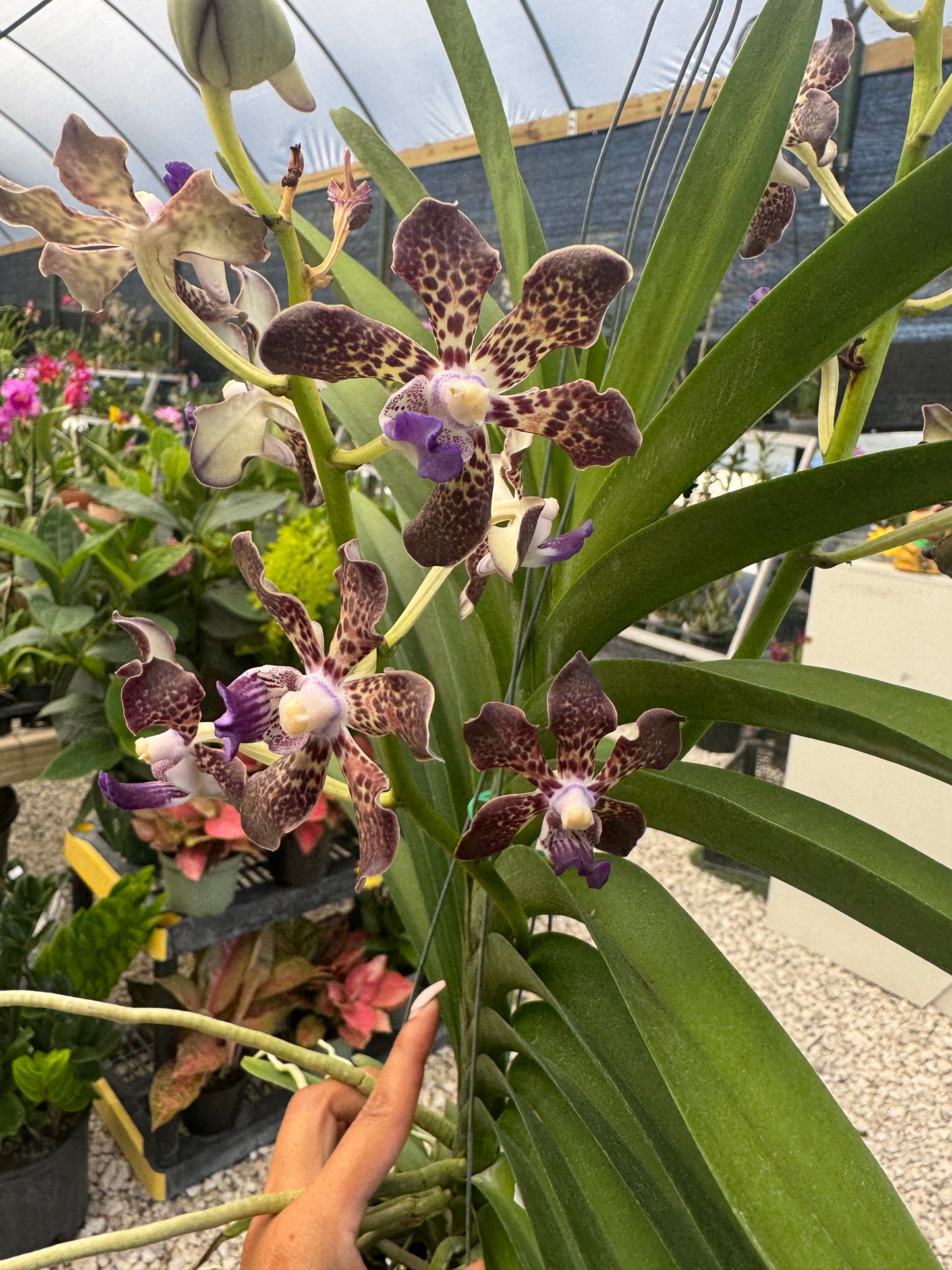 Papilionanda. Suwannaphum Mighty Lilag Savor (Hybrid)