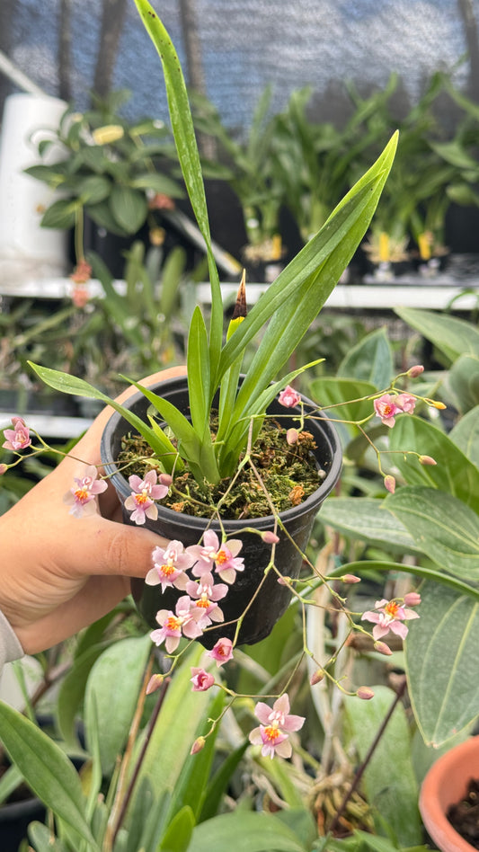 Onc twinkle pink 4”