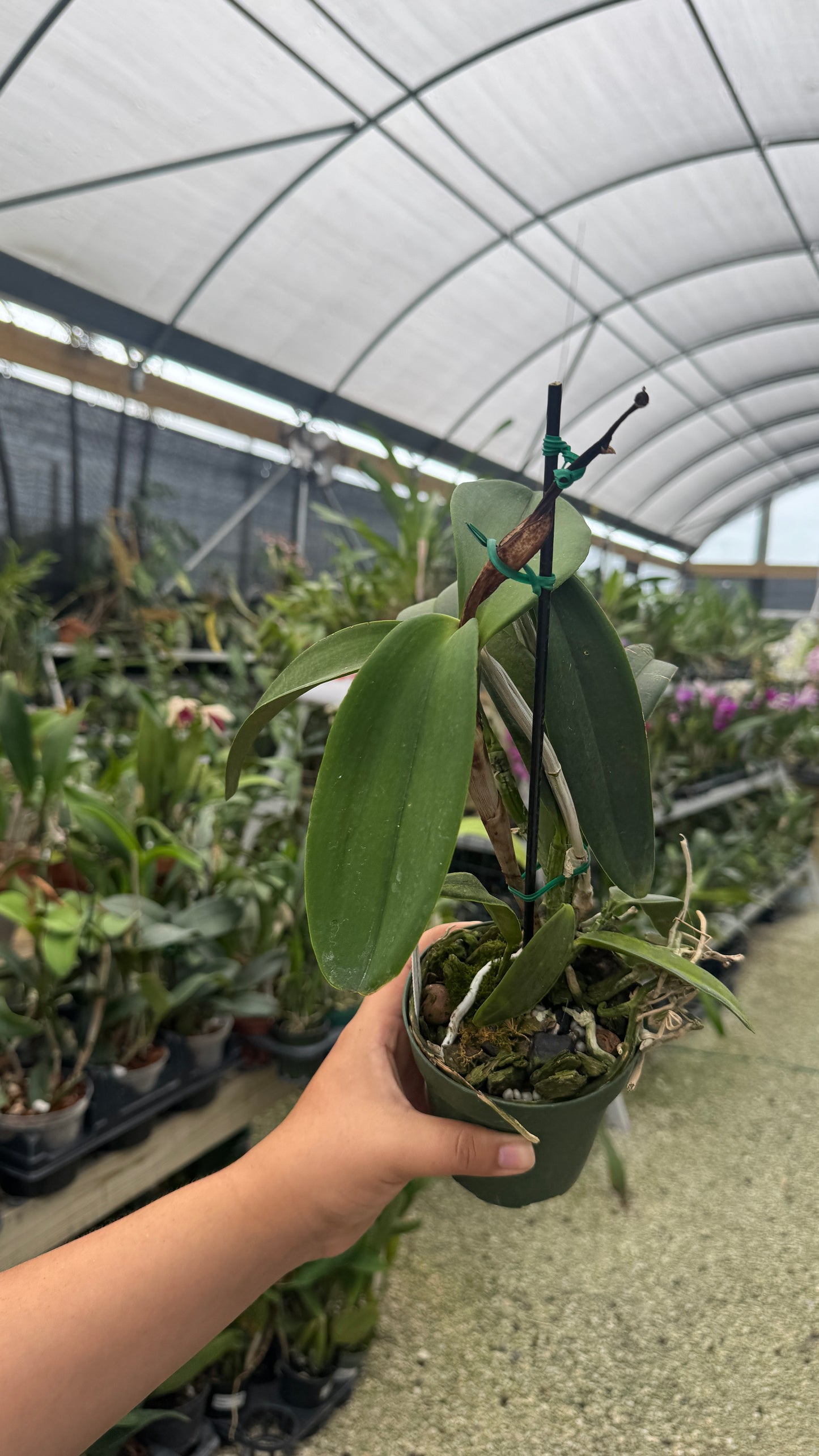 C. Gaudii f. Coerulea (A) 4”