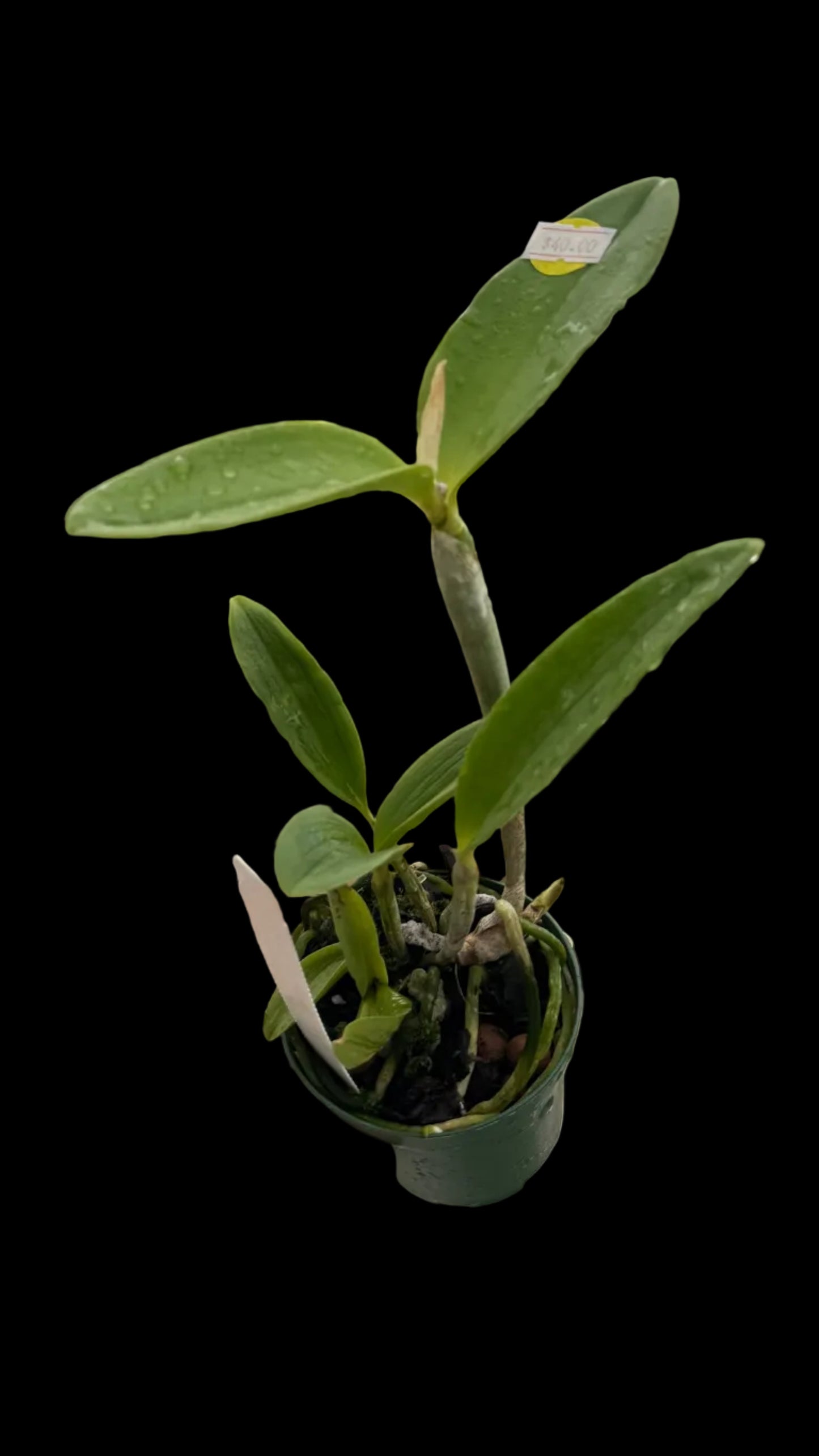 C. Leoloddiglossa speckled Blue 3”