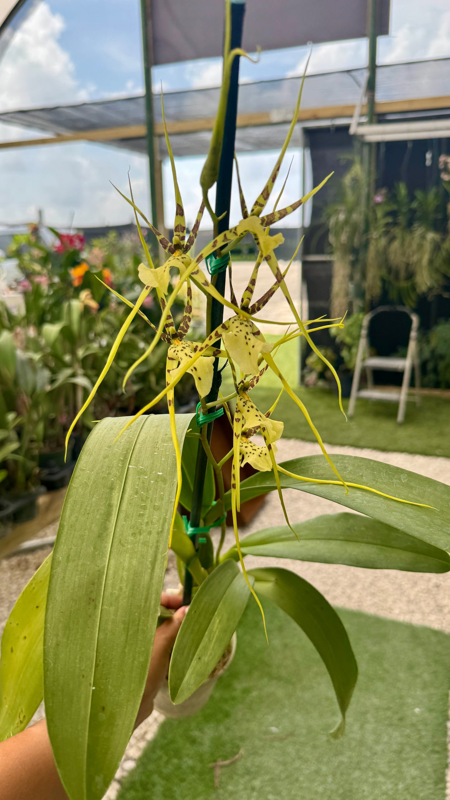 Oncidium Brss-Brs Ethern al Wind 'Sato' AM/AOS x Brs. Rex 'Okika'