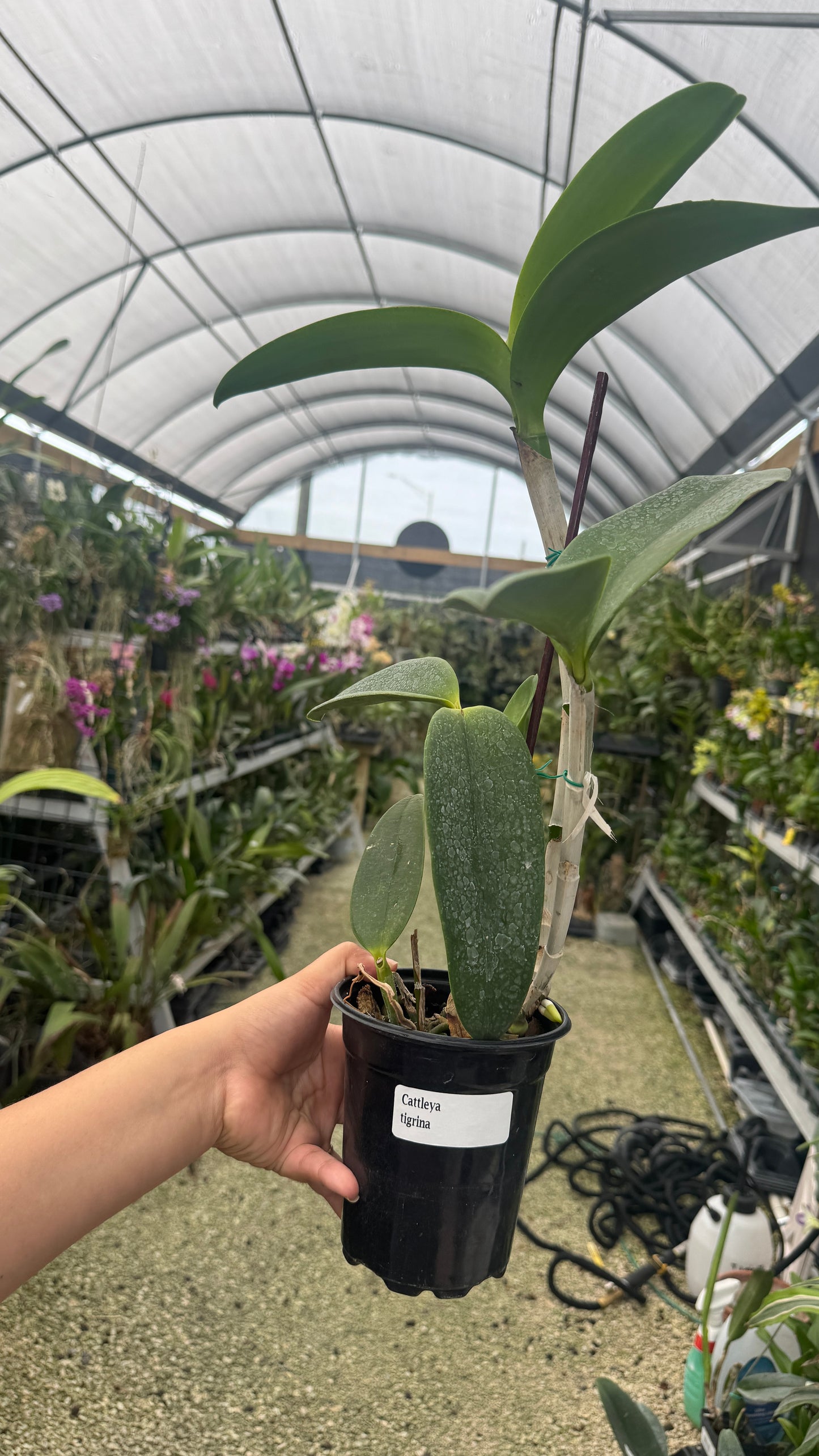 Cattleya tigrina 4” grower choice