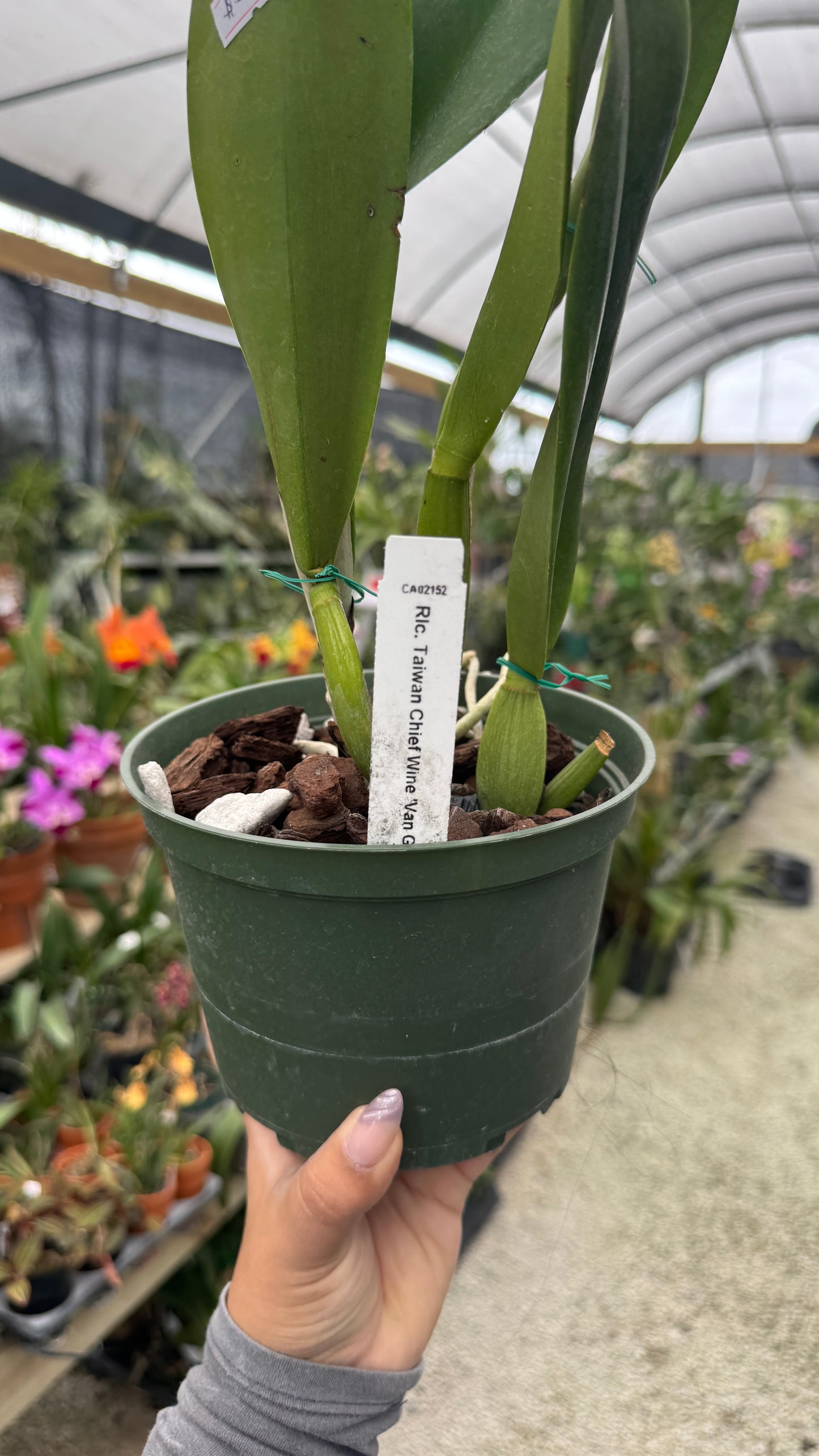 Rlc Taiwan Chief Wine Van Goth 6” Grower Choice