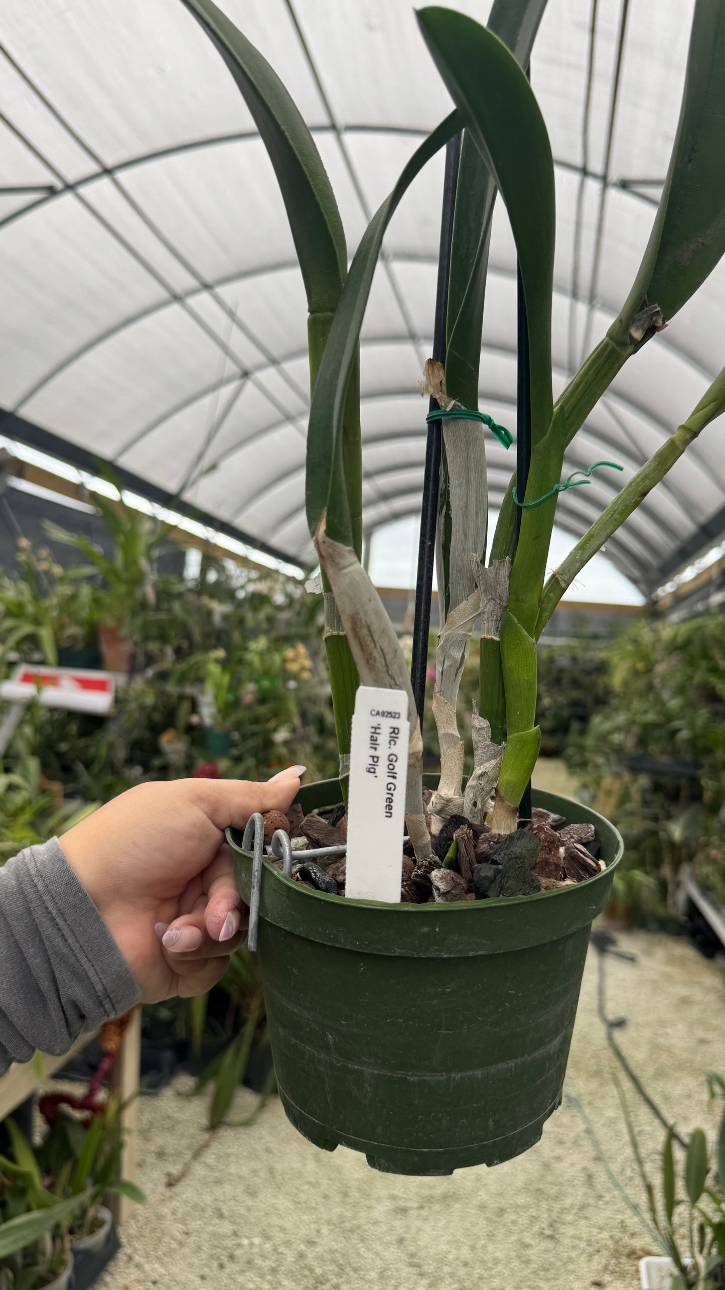 Rlc. Golf Green Hair Pig 6” grower choice