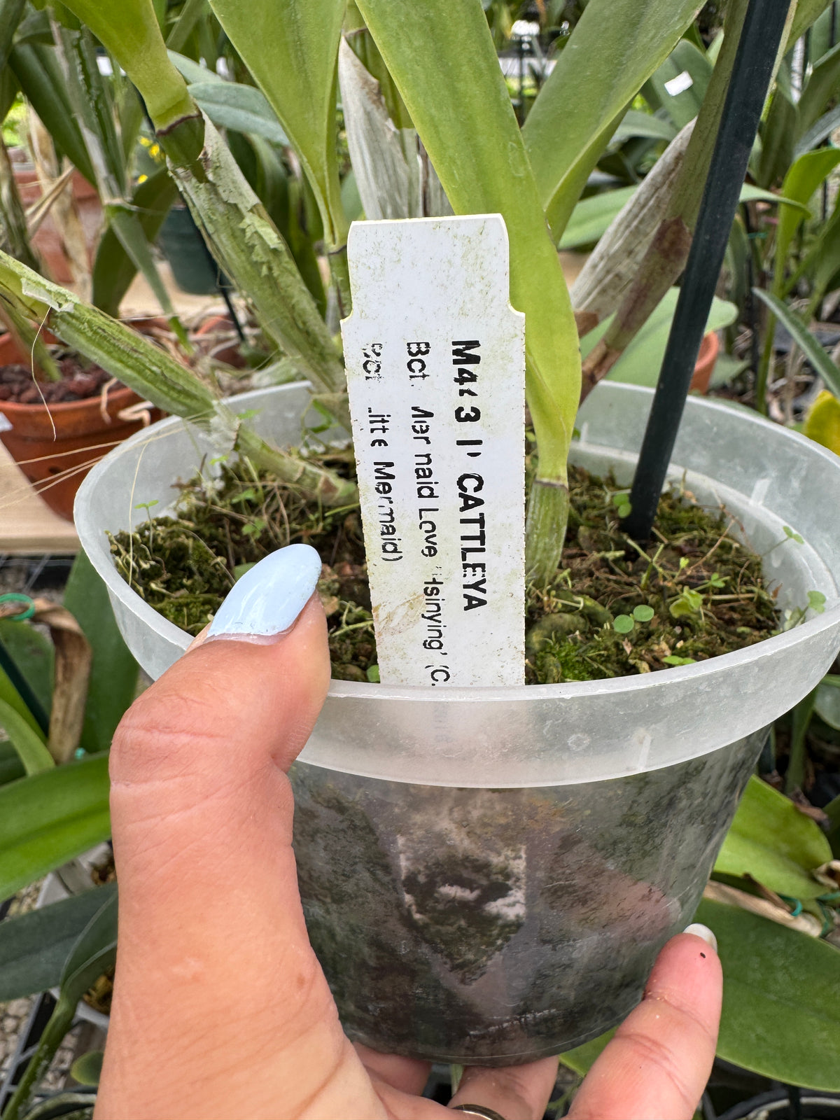 Bct. Mermaid love hsinying ( C. Mari’s love x Bc. Little Mermaid) Pot 6 no flowers