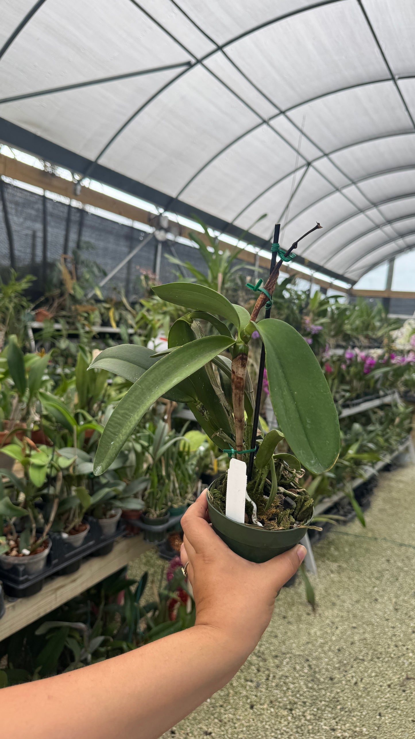 C. Gaudii f. Coerulea (A) 4”