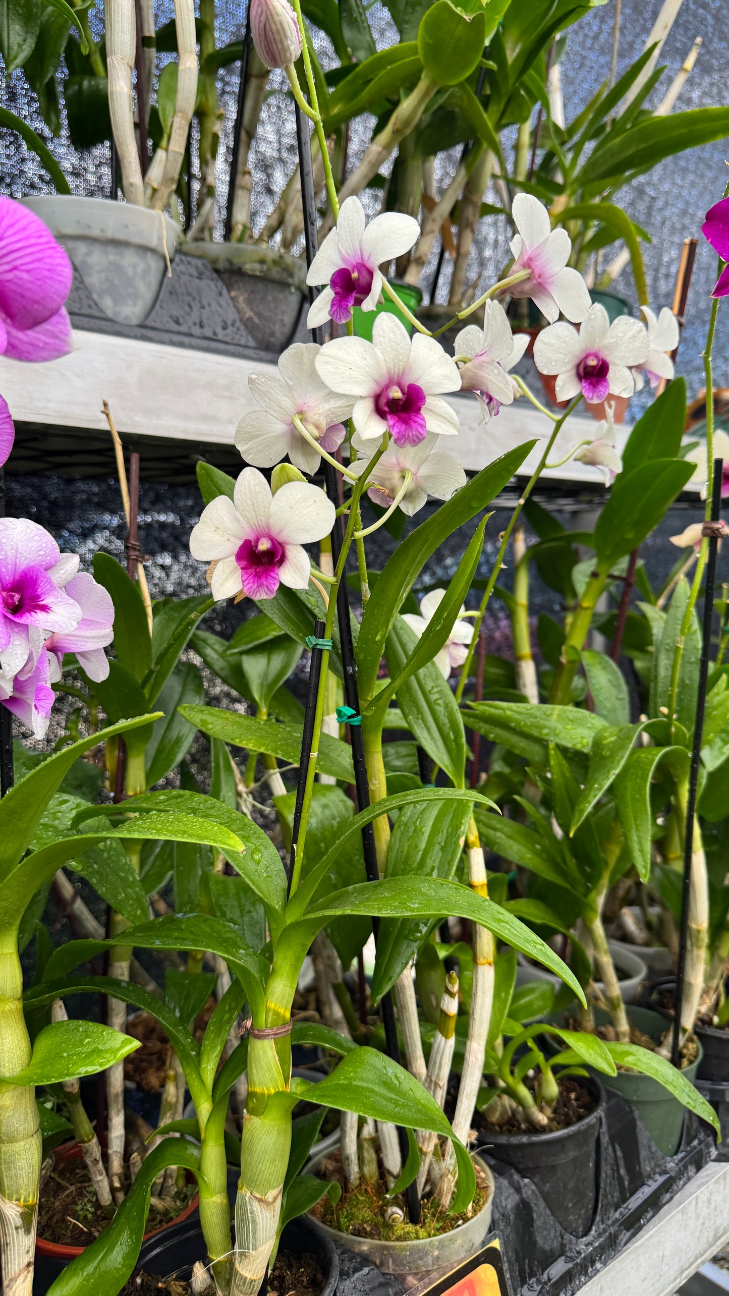 Dend white and pink (grower choice) 4”
