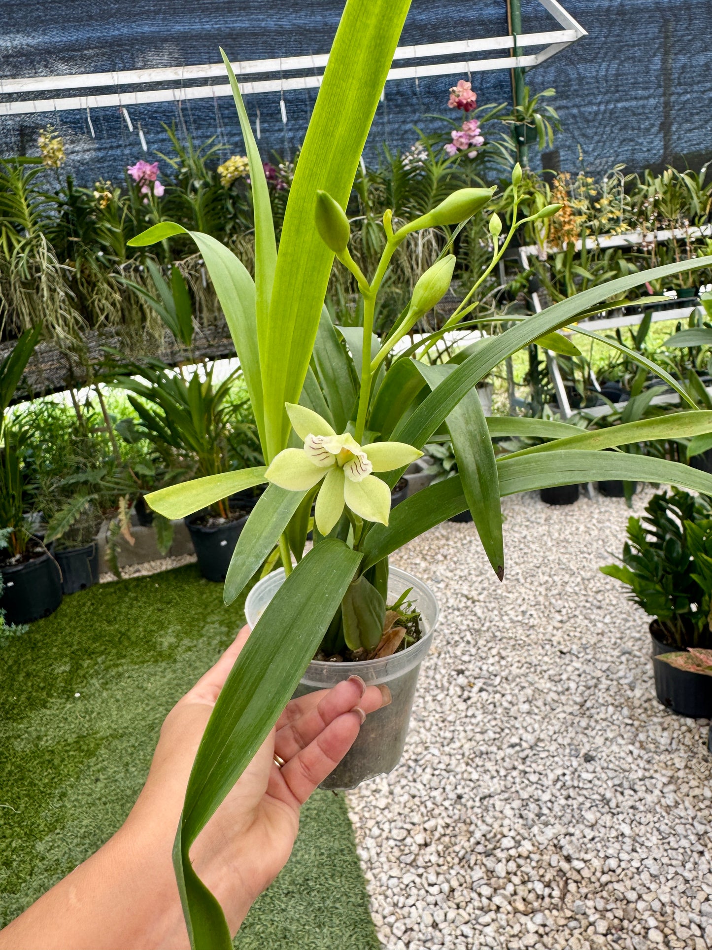 Encyclia Radiata Pot 4”