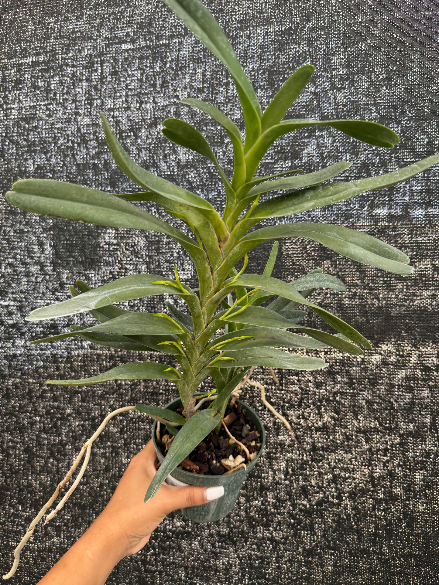 Jumellea Arborescens 4"