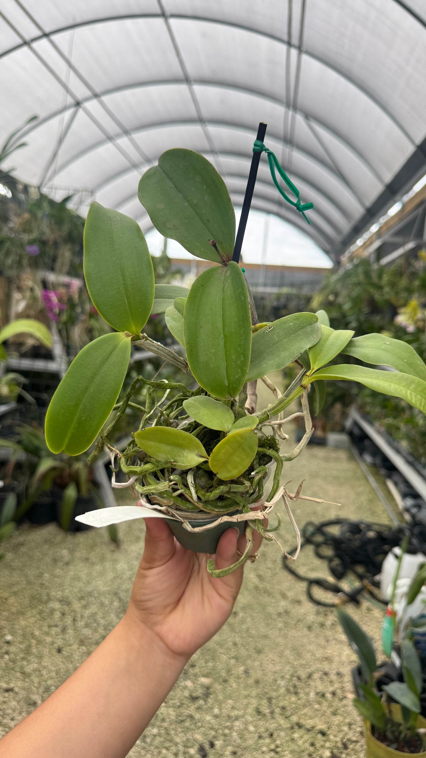 C. Peckhaviensis 4” (J)