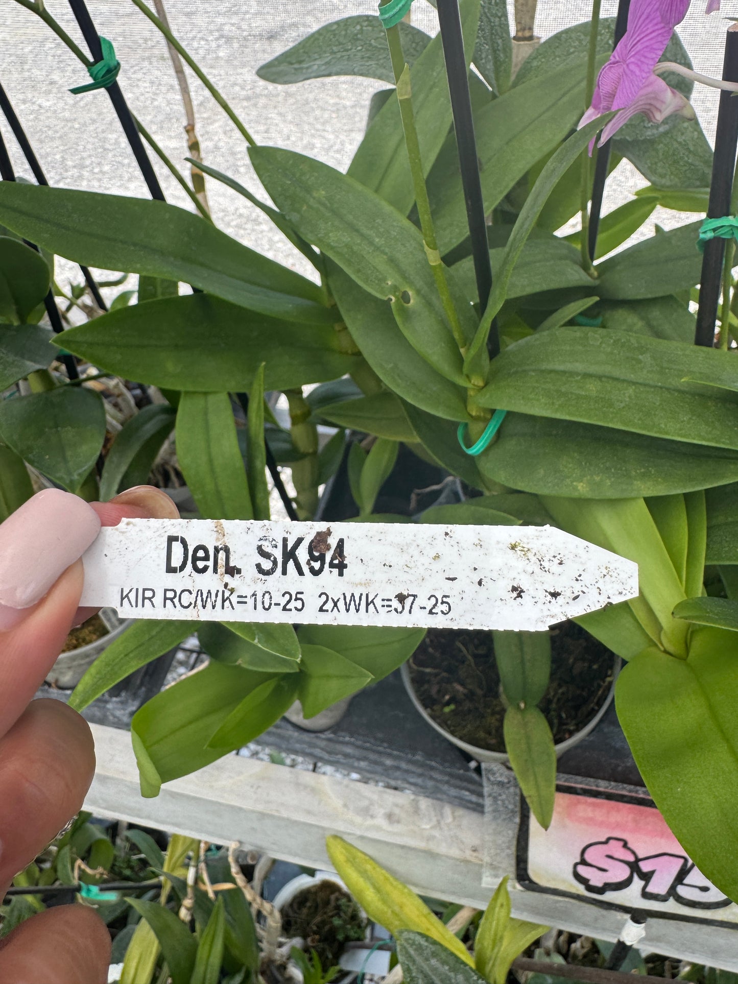 Den. SKS4 pot 4”