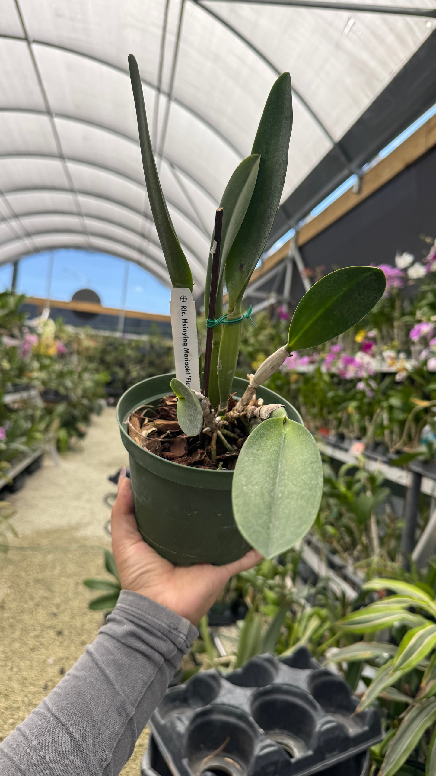 RLC Hsinying Mariaoki Flamingo 6” grower choice