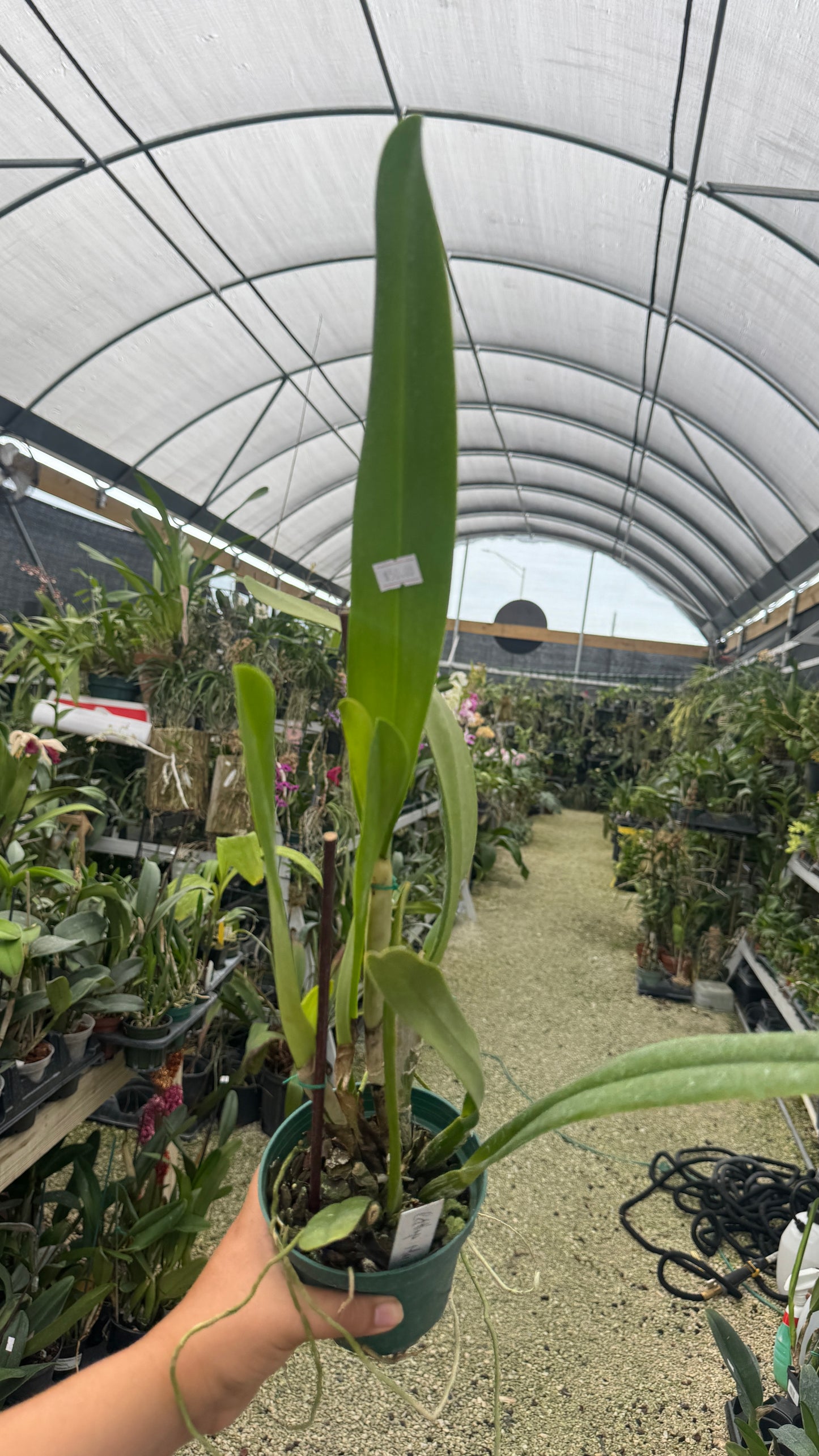 C. Marylin Lew 4” grower choice