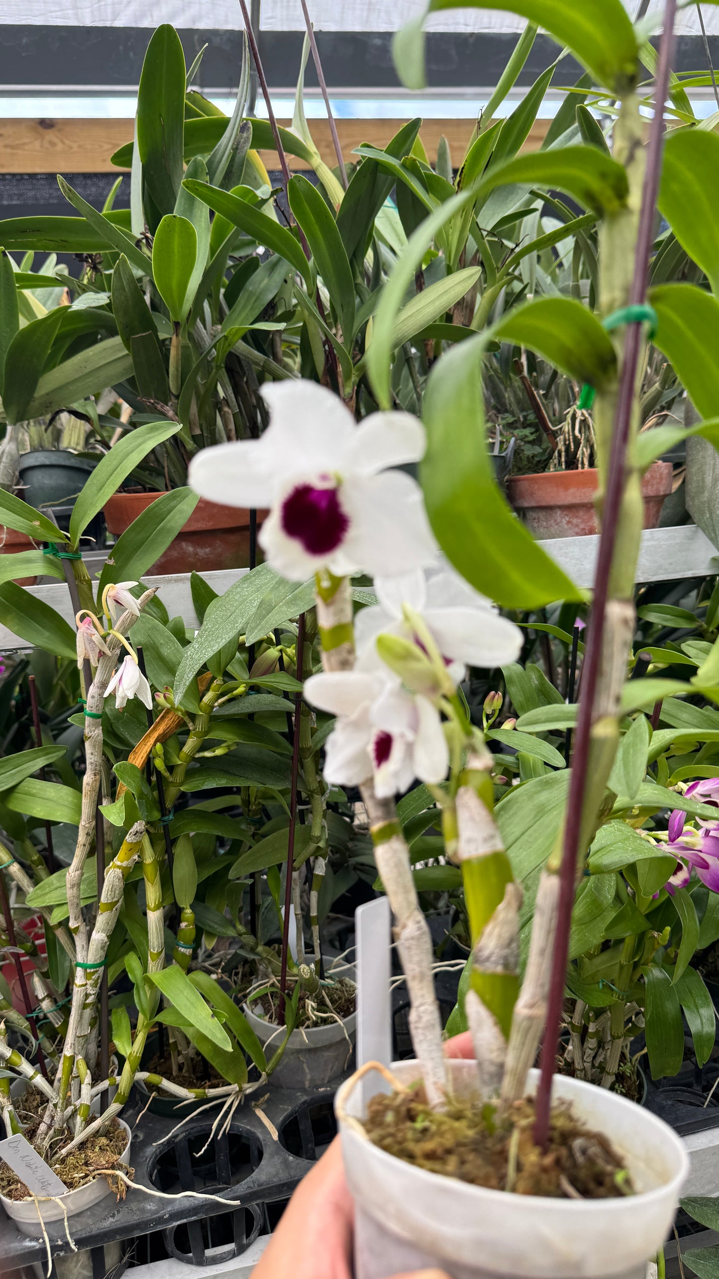 Dendrobium white Nobilis 4”