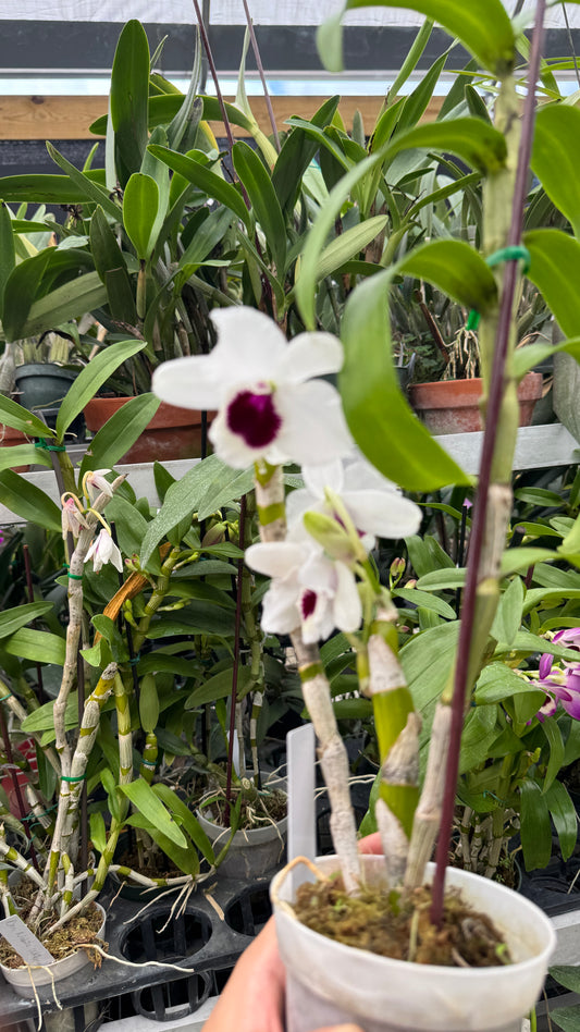 Dendrobium white Nobilis 4”