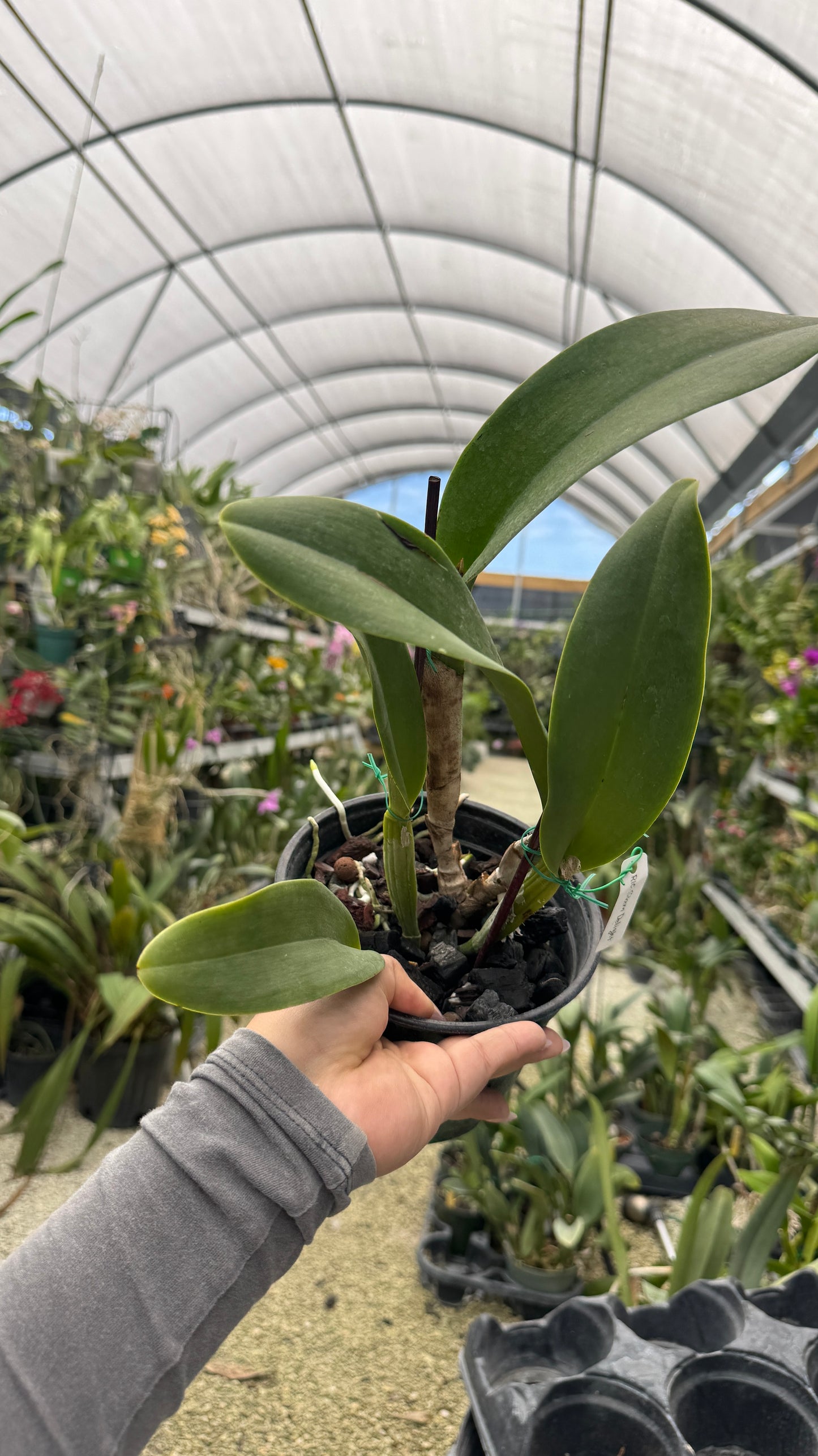 Rlc Siam Delight 6” Grower Choice