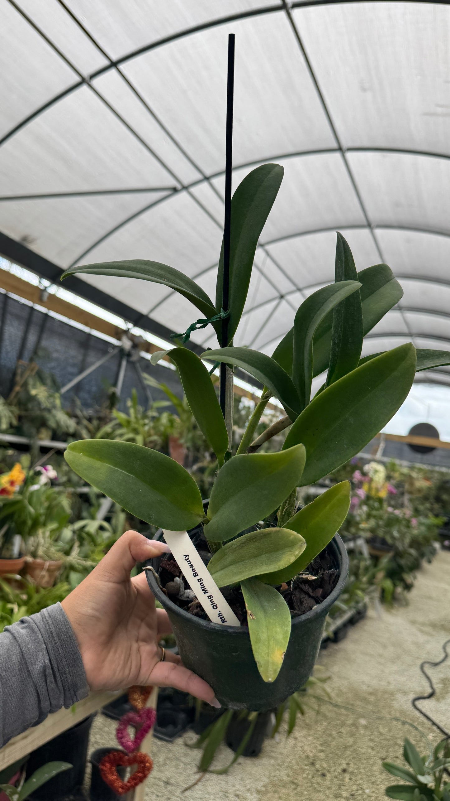 Rth Qing Ming Beauty 6” Grower Choice