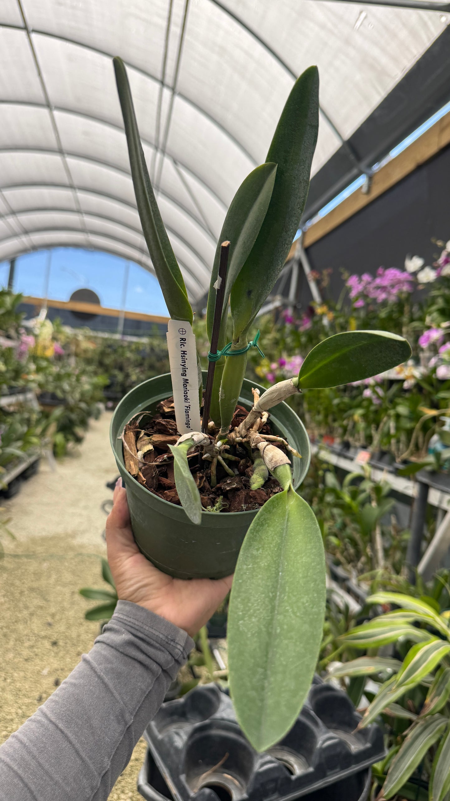 RLC Hsinying Mariaoki Flamingo 6” grower choice