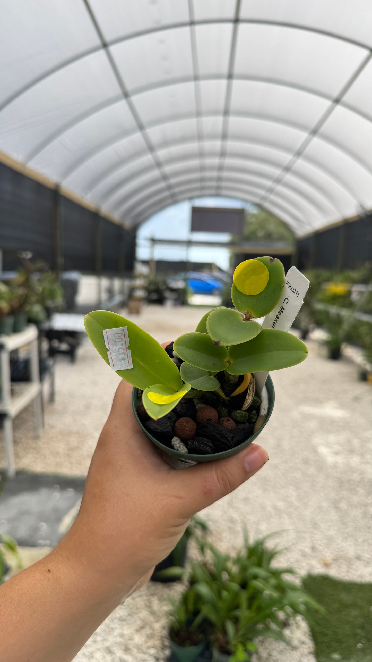 C. Measuresiana3”