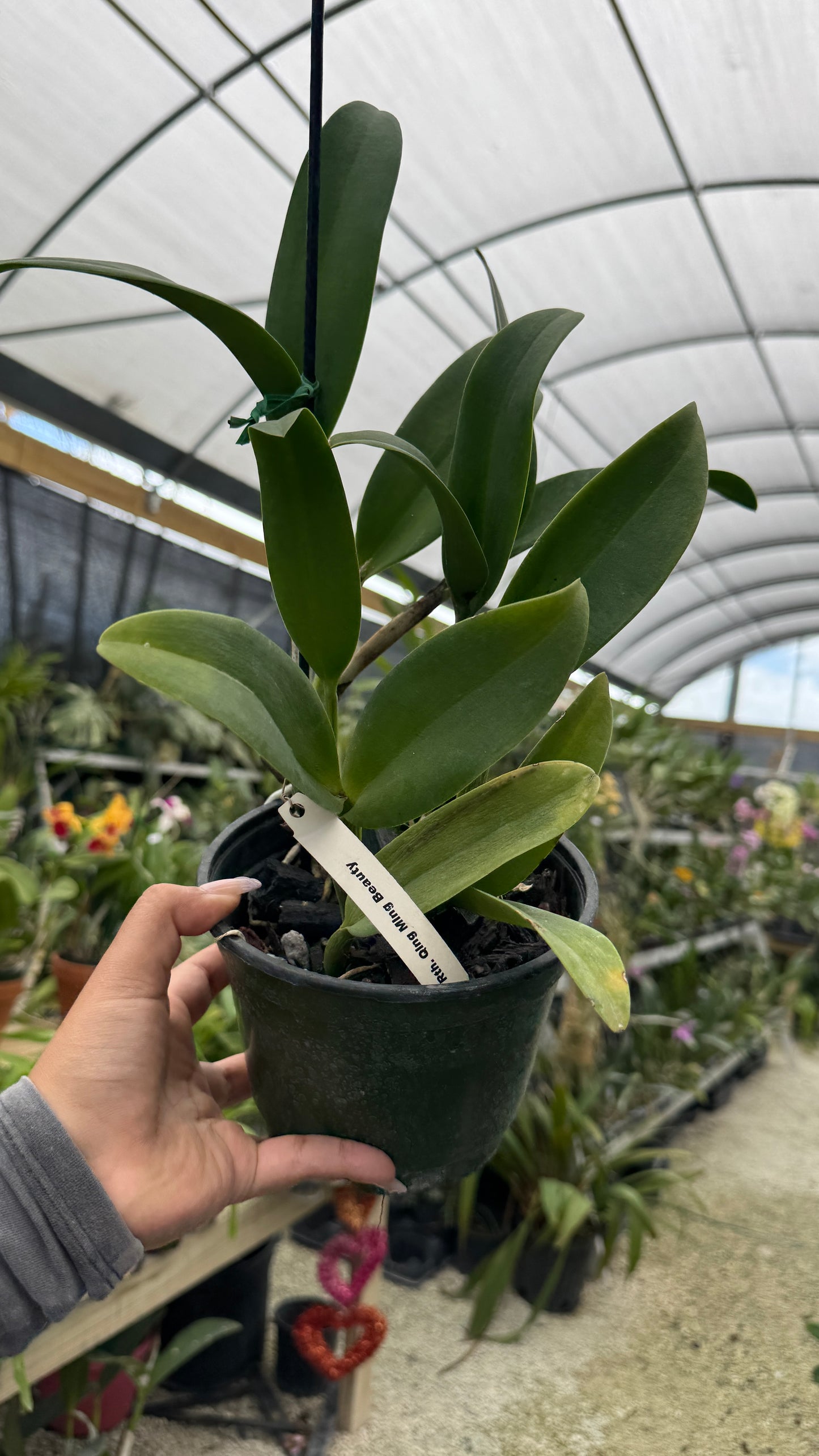 Rth Qing Ming Beauty 6” Grower Choice
