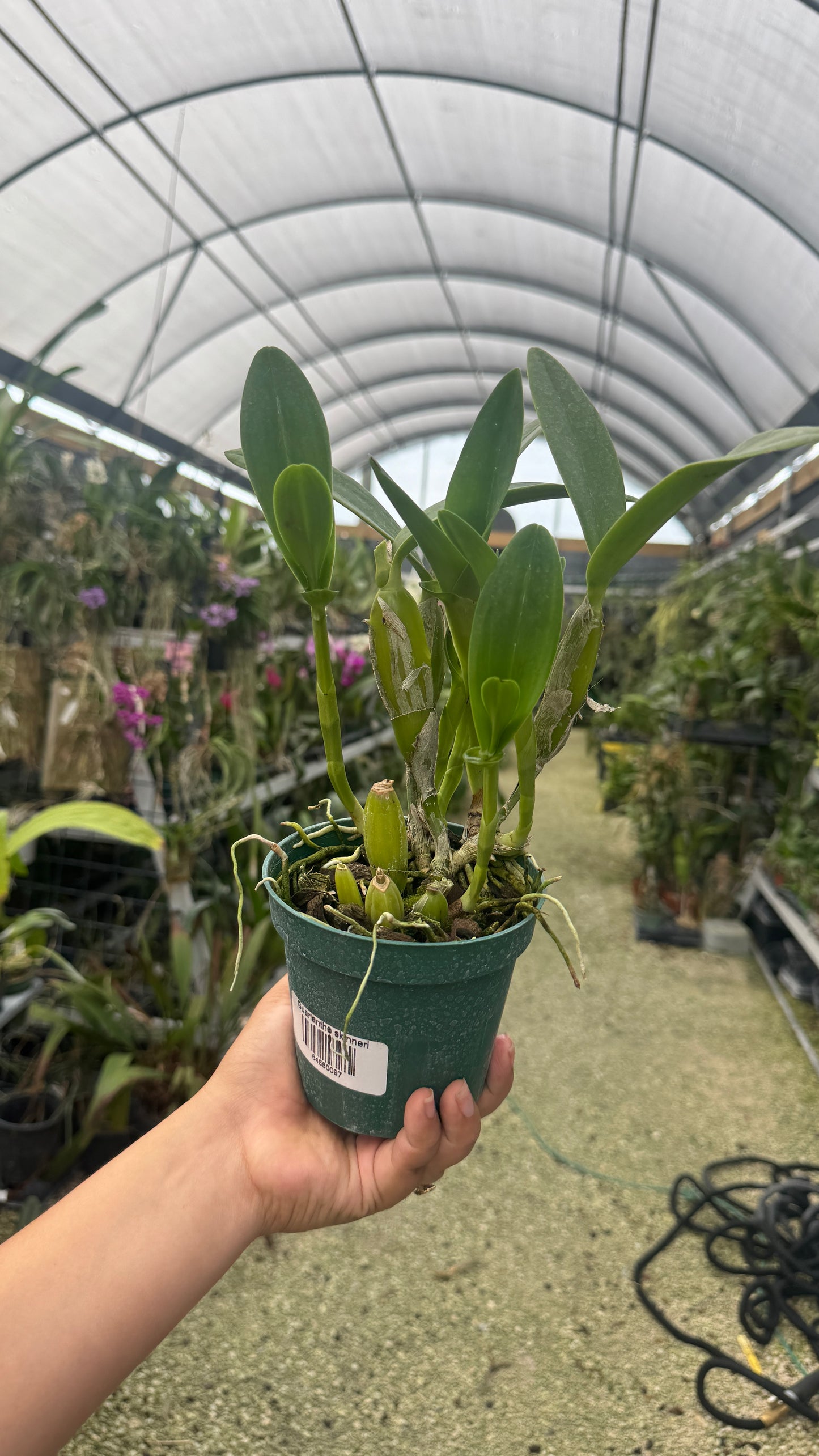 Guarianthe skinneri grower choice