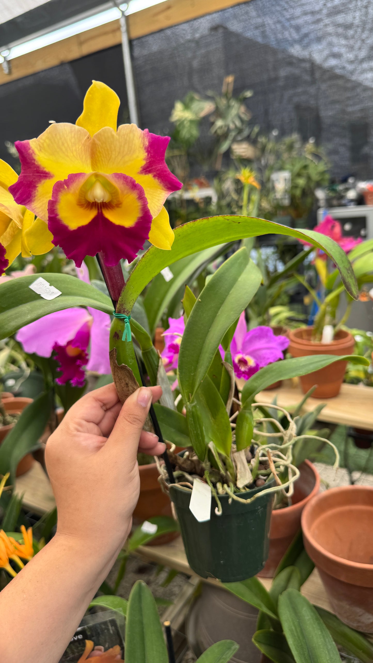 Cattleya fancy 4”