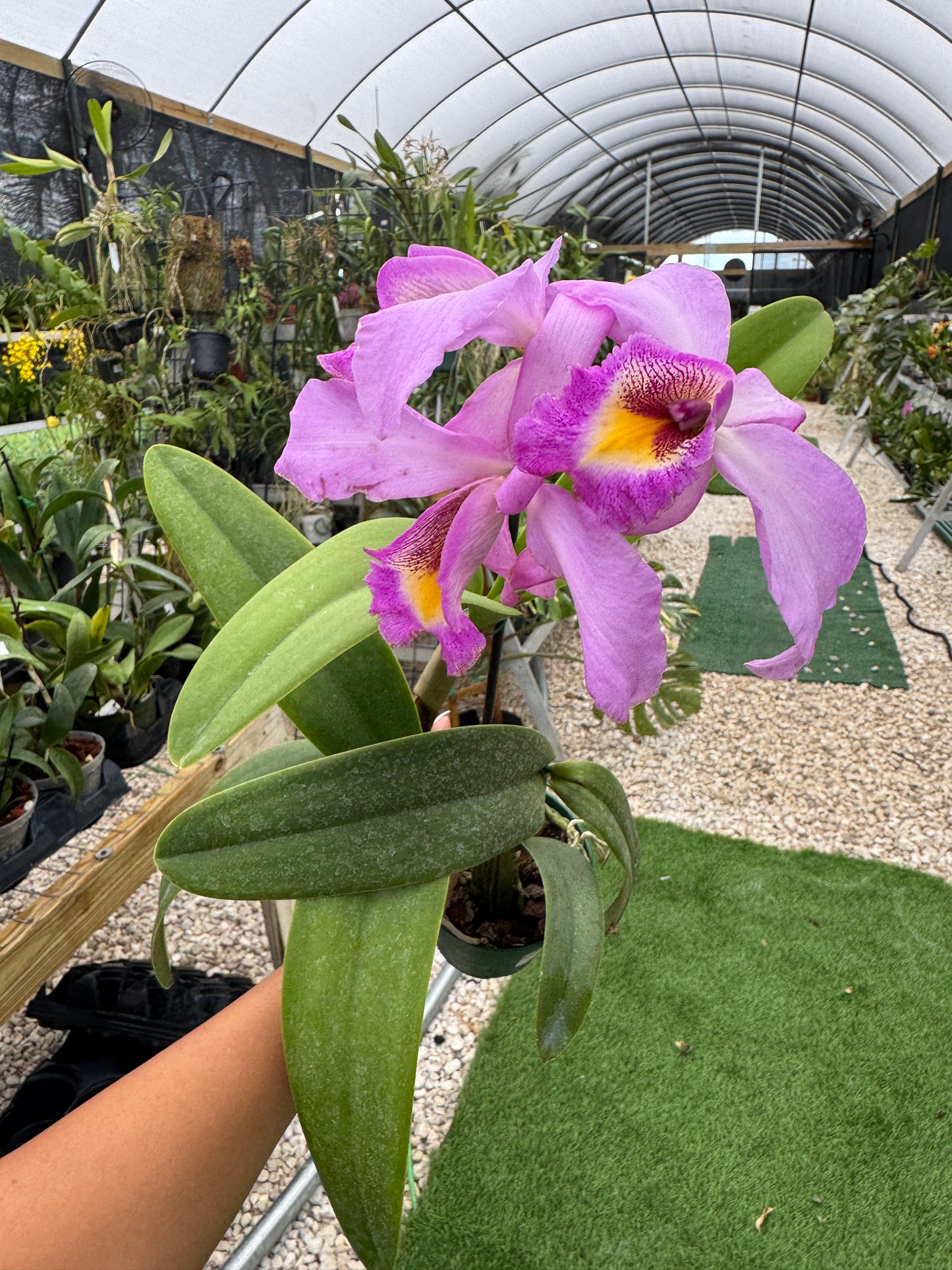 Laeliocatleya Denissi pot 4”