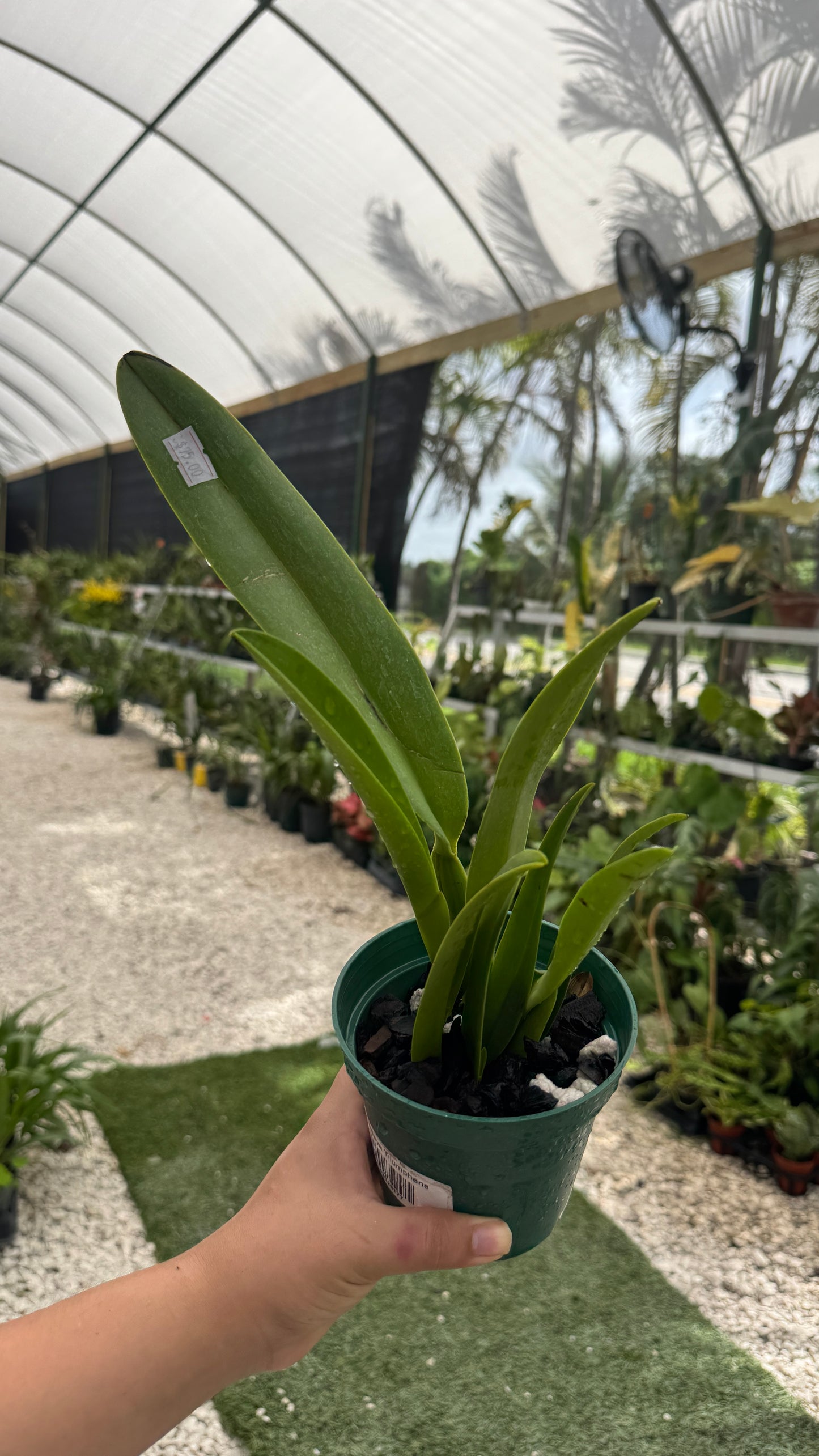 Cattleya triumphans 4” ( no flower growe choice)