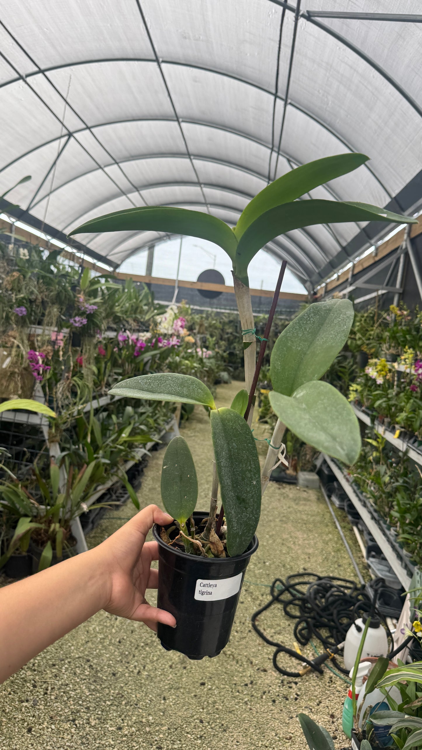 Cattleya tigrina 4” grower choice
