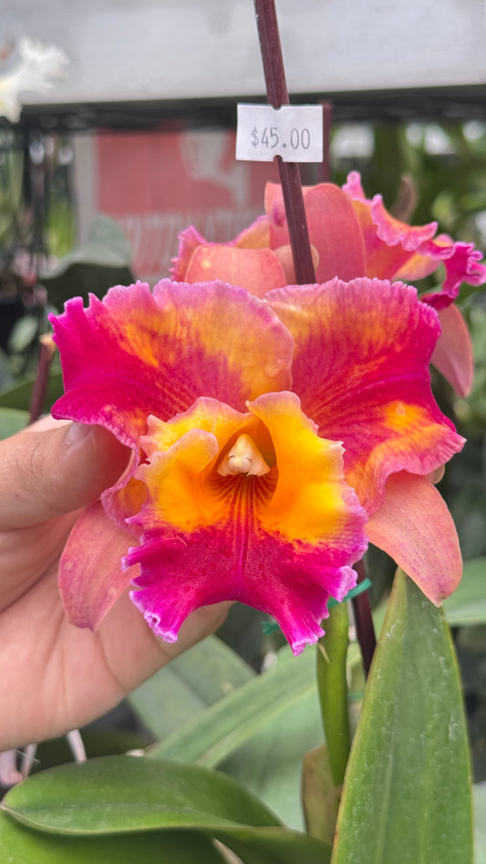 Rlc Rose Marie Callo ‘paradise’ 4”