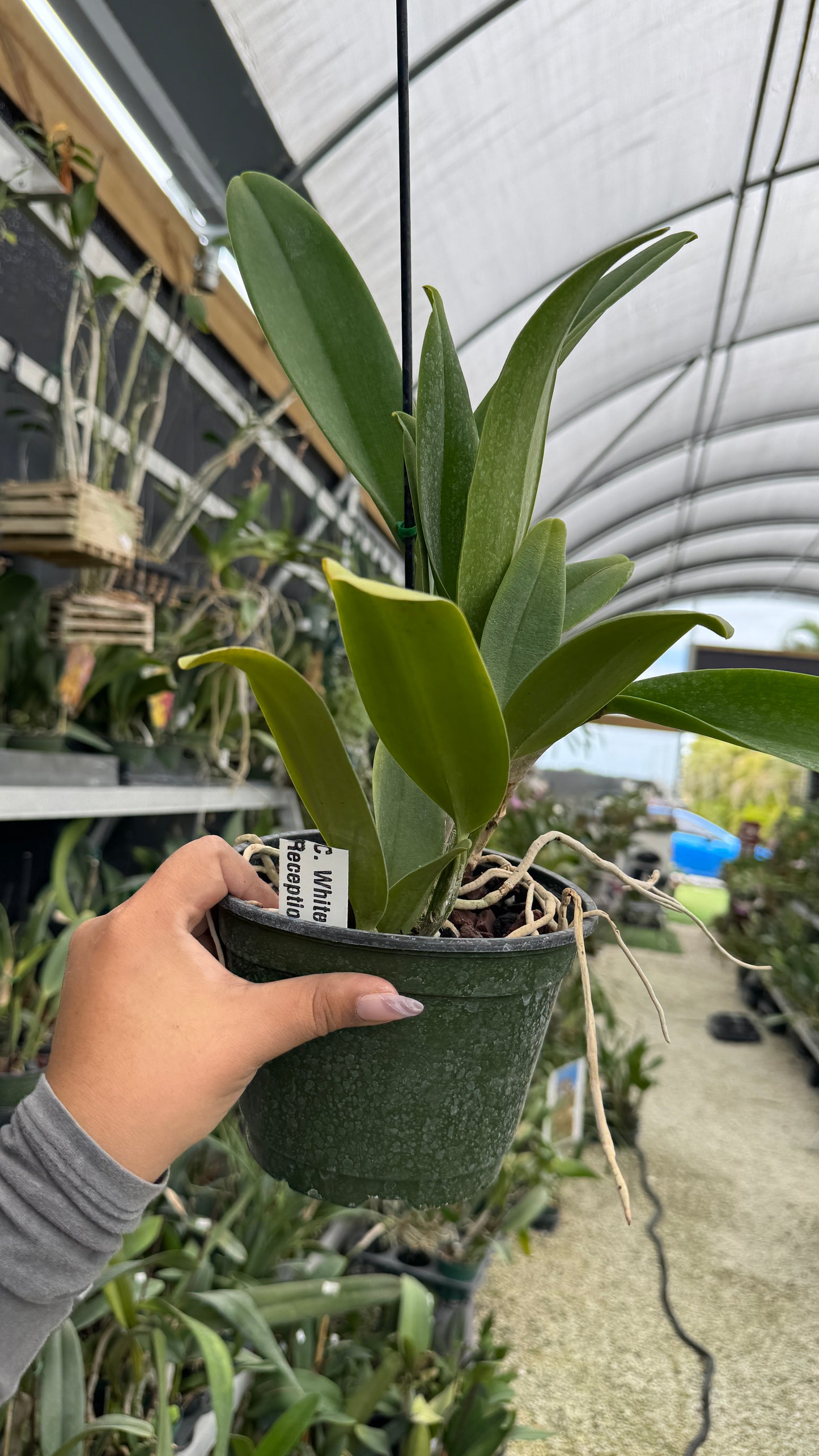 Cattleya White Reception 6” Grower Choice