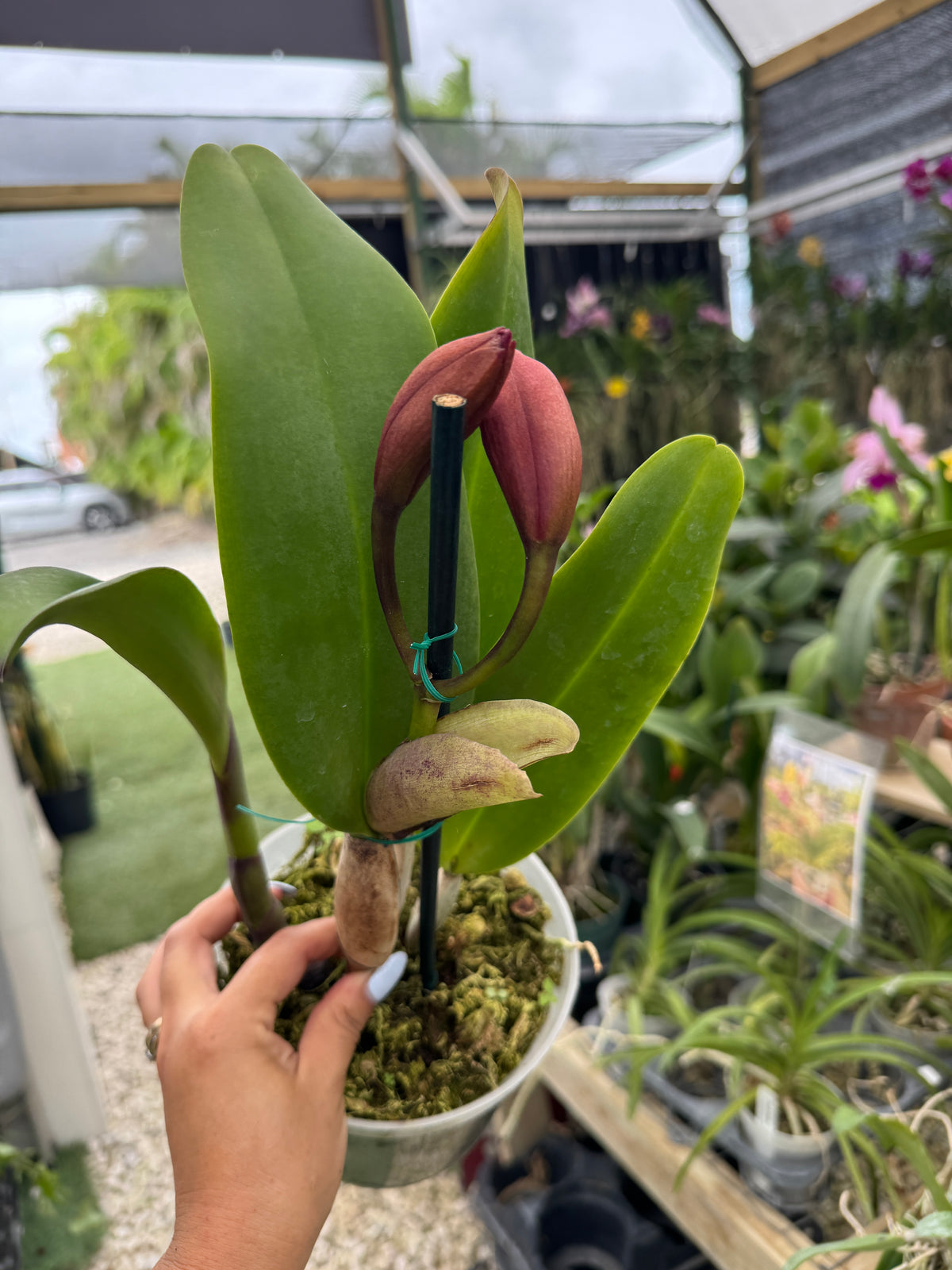 RIc. Krul's Carolina Passion 'OQF' Miva’s Passion x Carolina Solendor) pot 6 “