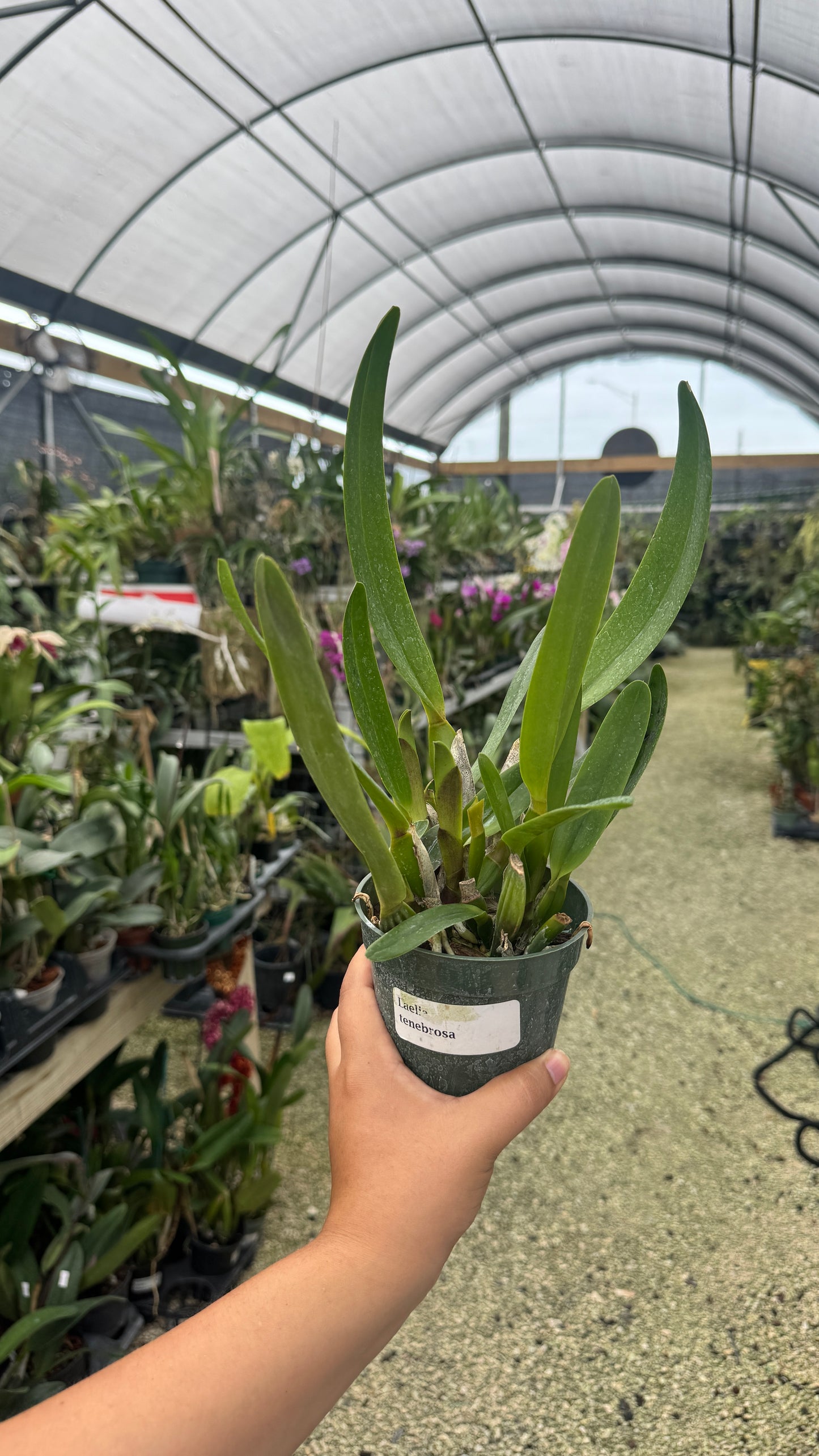 Laelia Tenebrosa 4” grower choice