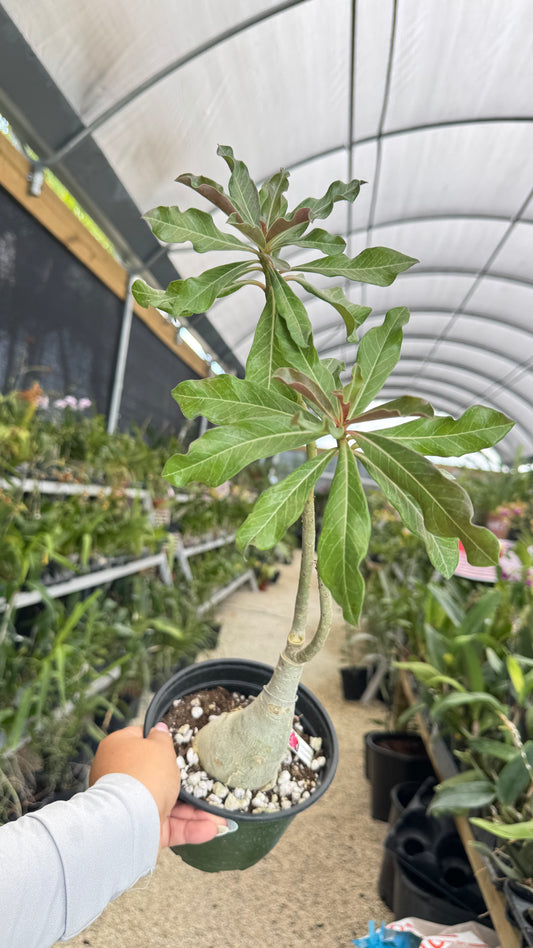 Desert rose Colorful 6”