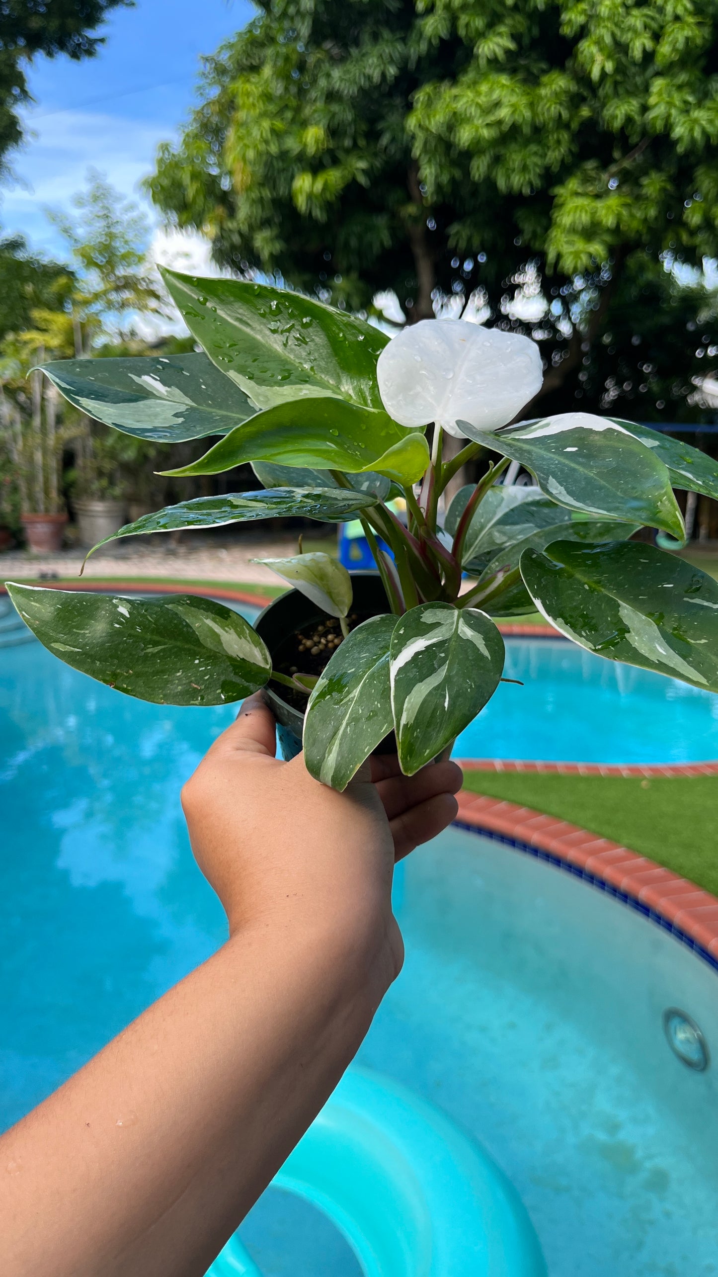 Philodendron white princess 4”