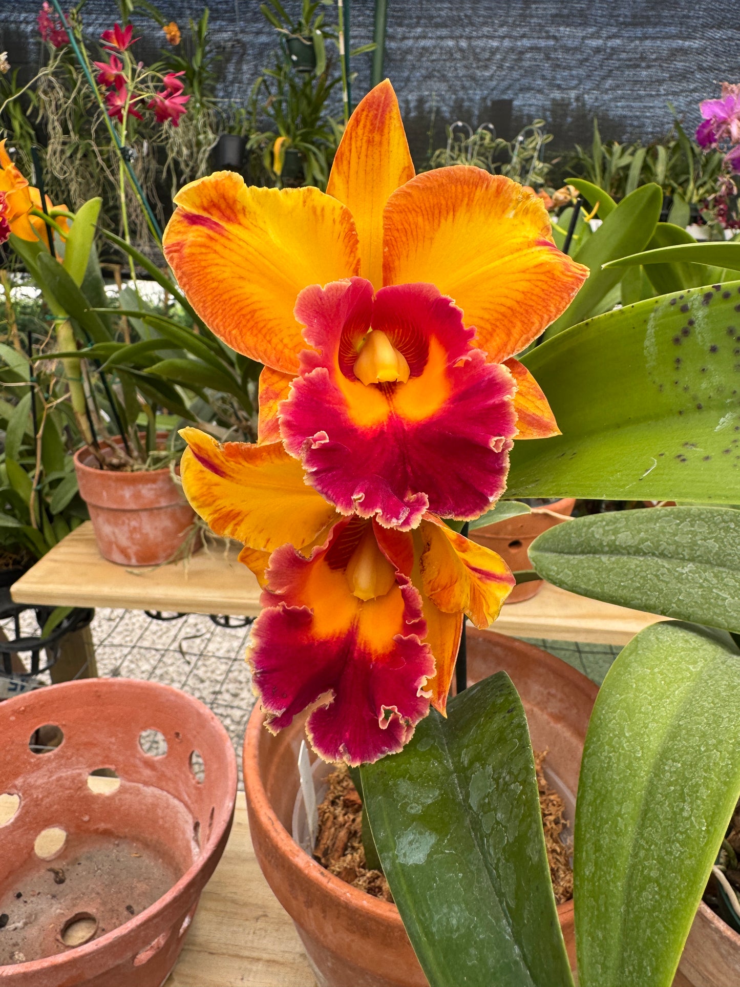 Rlc. Jac Golden Peacock Pot 6”