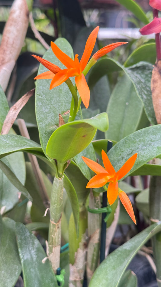 Guarianthe aurantiaca sin manchas 4”