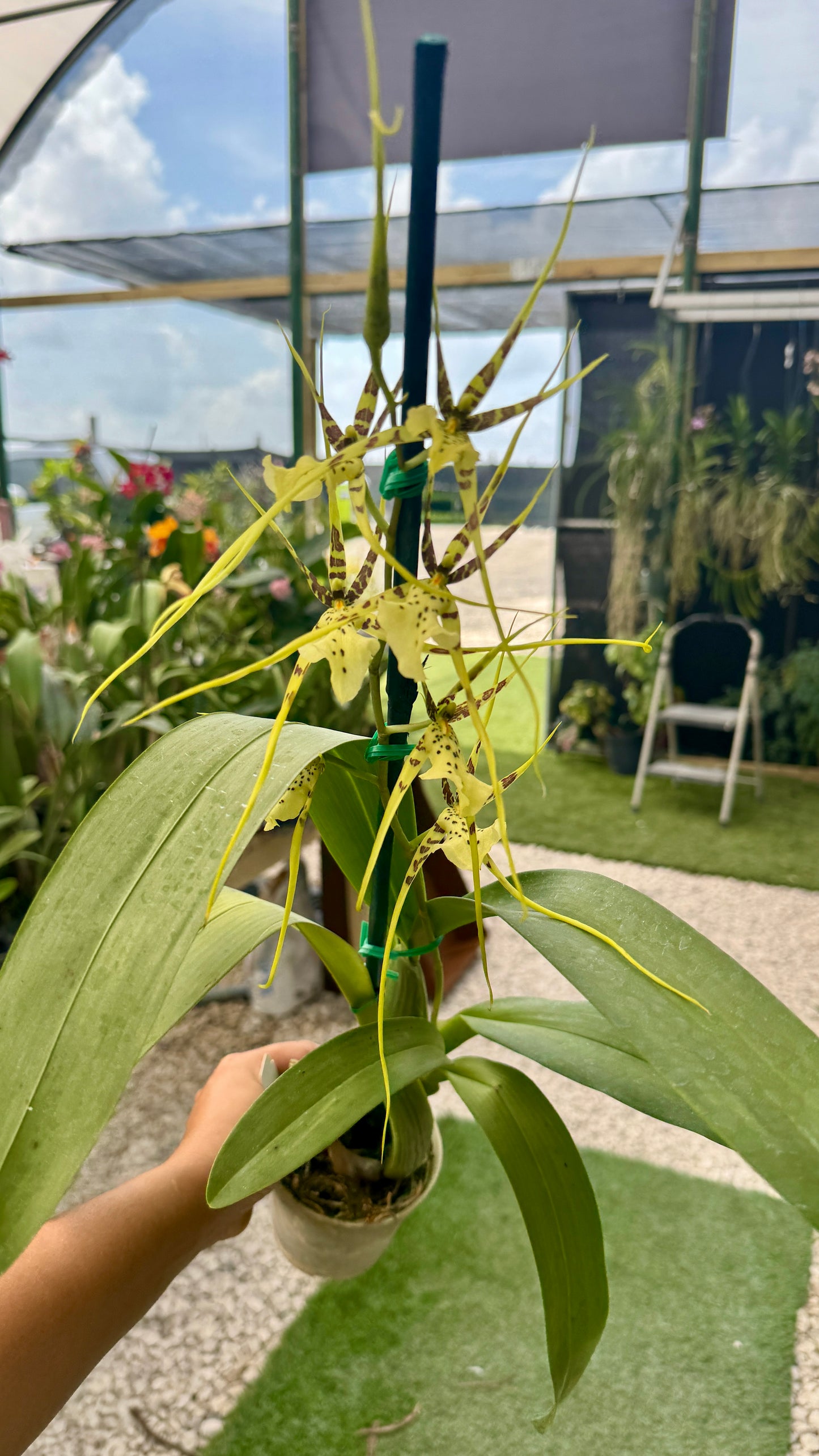 Oncidium Brss-Brs Ethern al Wind 'Sato' AM/AOS x Brs. Rex 'Okika'