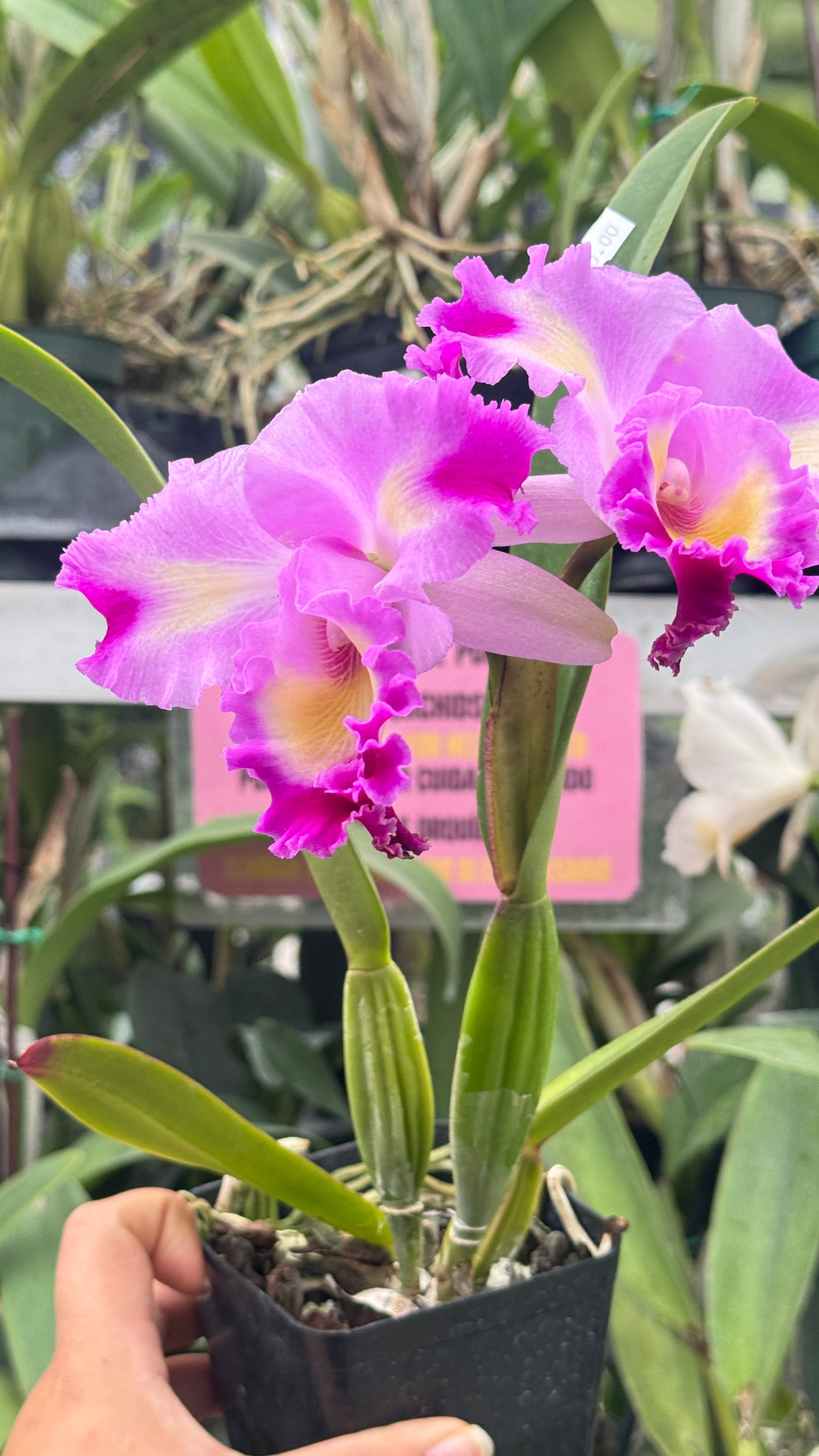 Cattleya Color Guard 4”