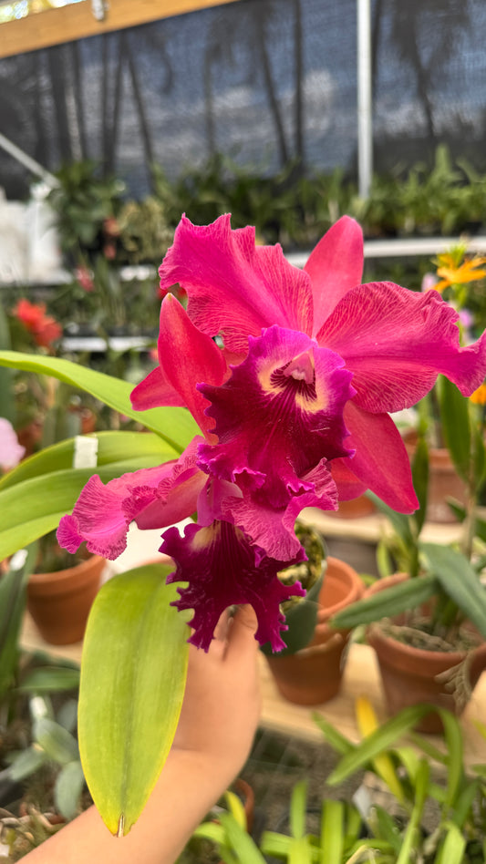 Rlc Apoka Splandor 4”