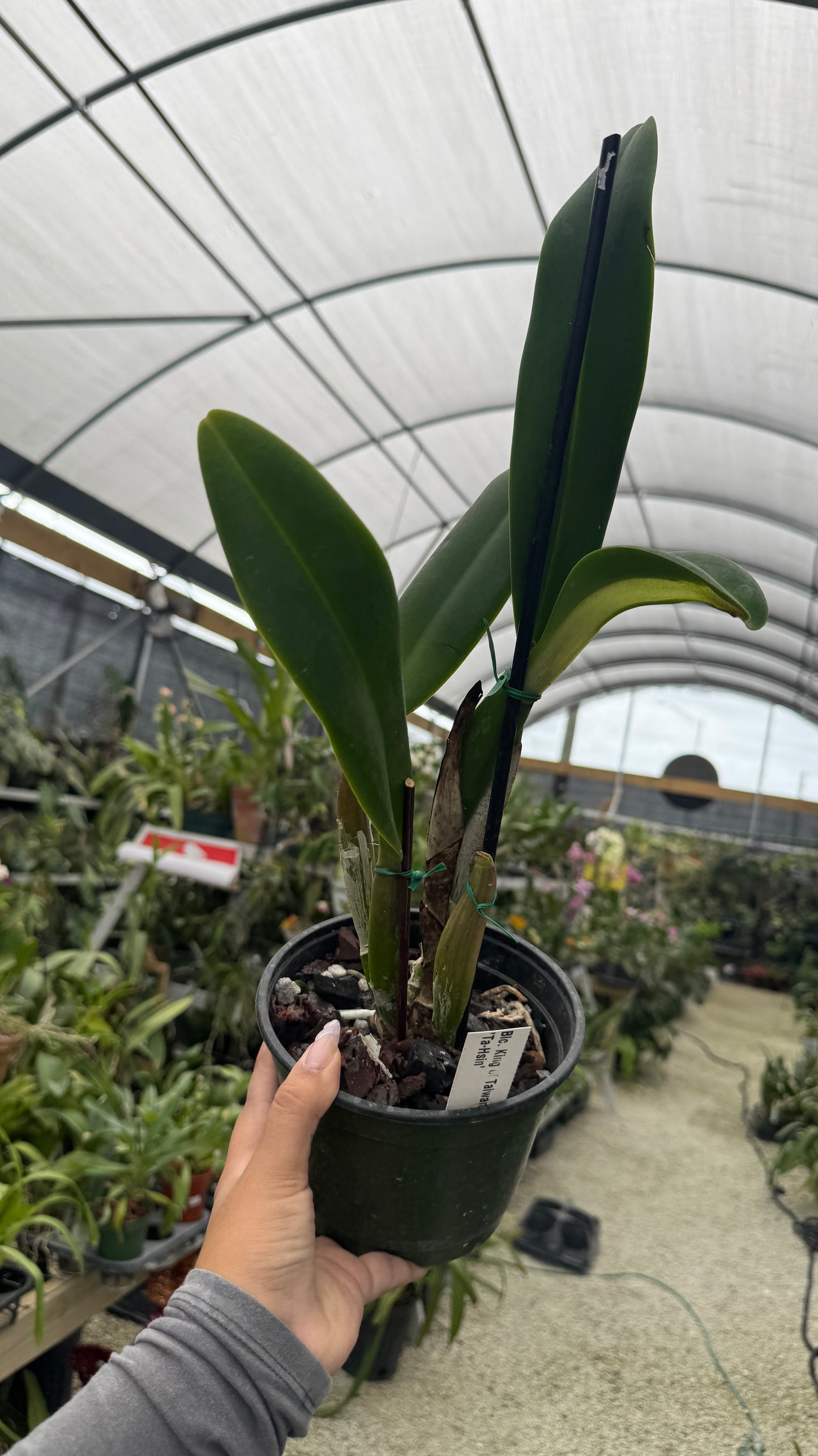 BLC King of Taiwan Ta Hsinn6” grower choice
