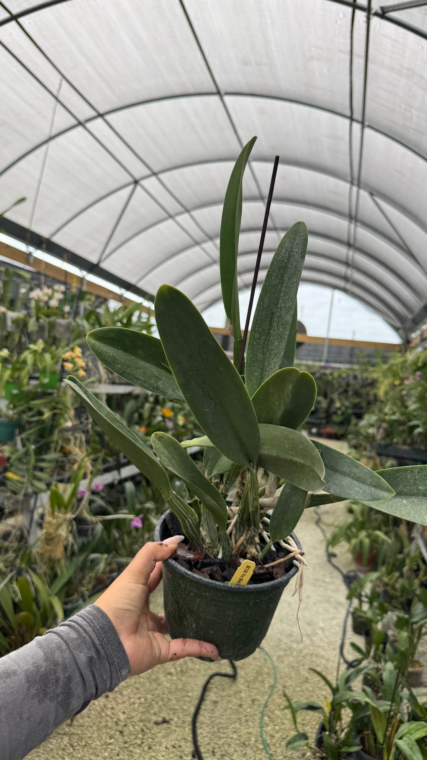 Pot Dick Smith x Chelsea Award Grower Choice 6”