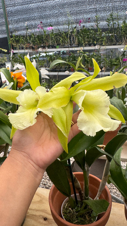 Prosrhyncholeya Muscat Smile 'Green Mountain' (Enc. Mariae x Blc. Lester McDonald) Pot 4”