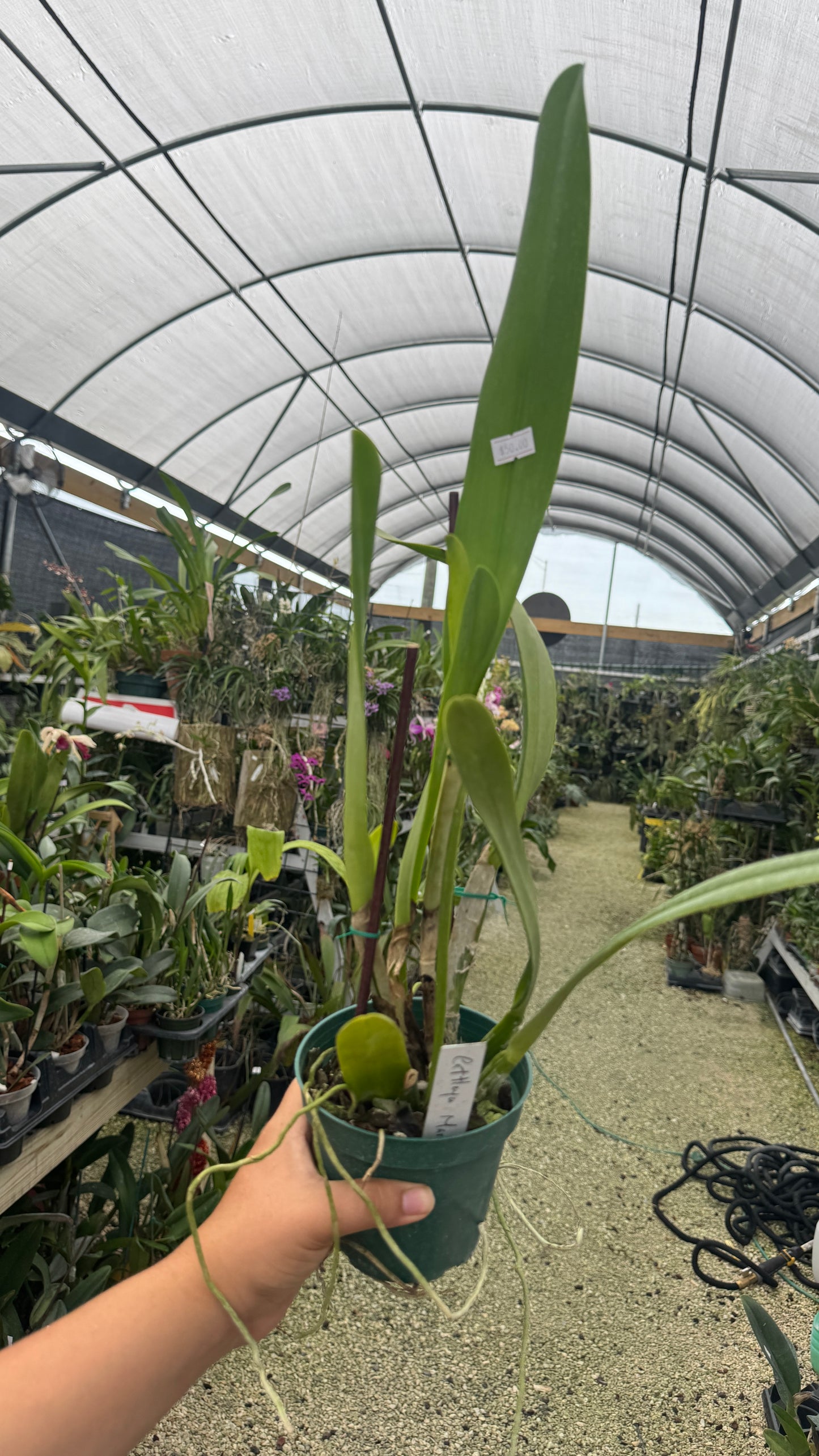 C. Marylin Lew 4” grower choice