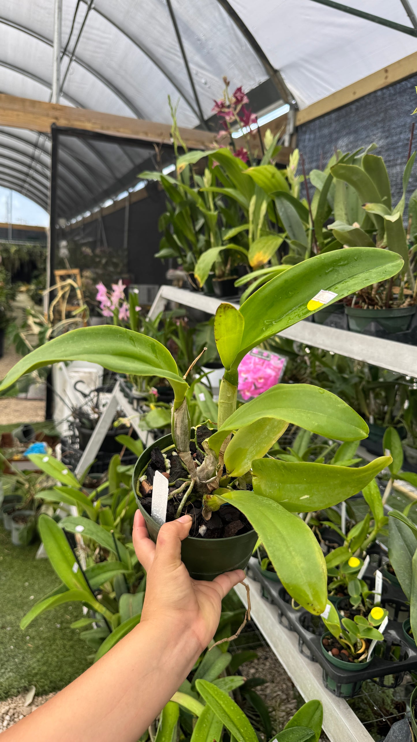 Rlc. Chaweewan fancy 6”